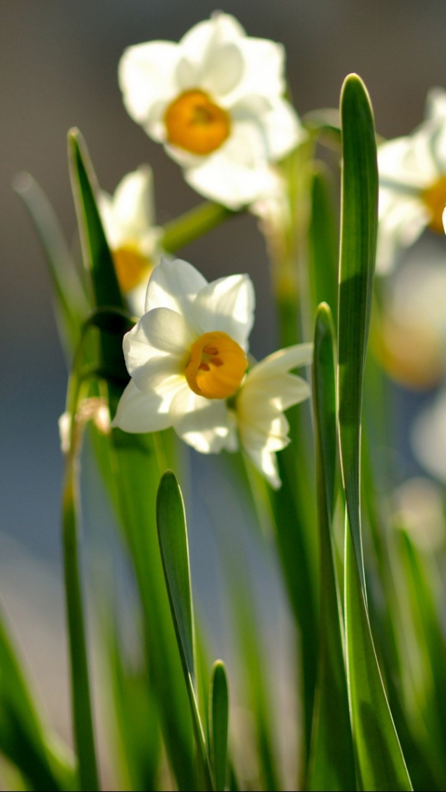 Baixar papel de parede para celular de Flores, Terra/natureza, Narcissus gratuito.