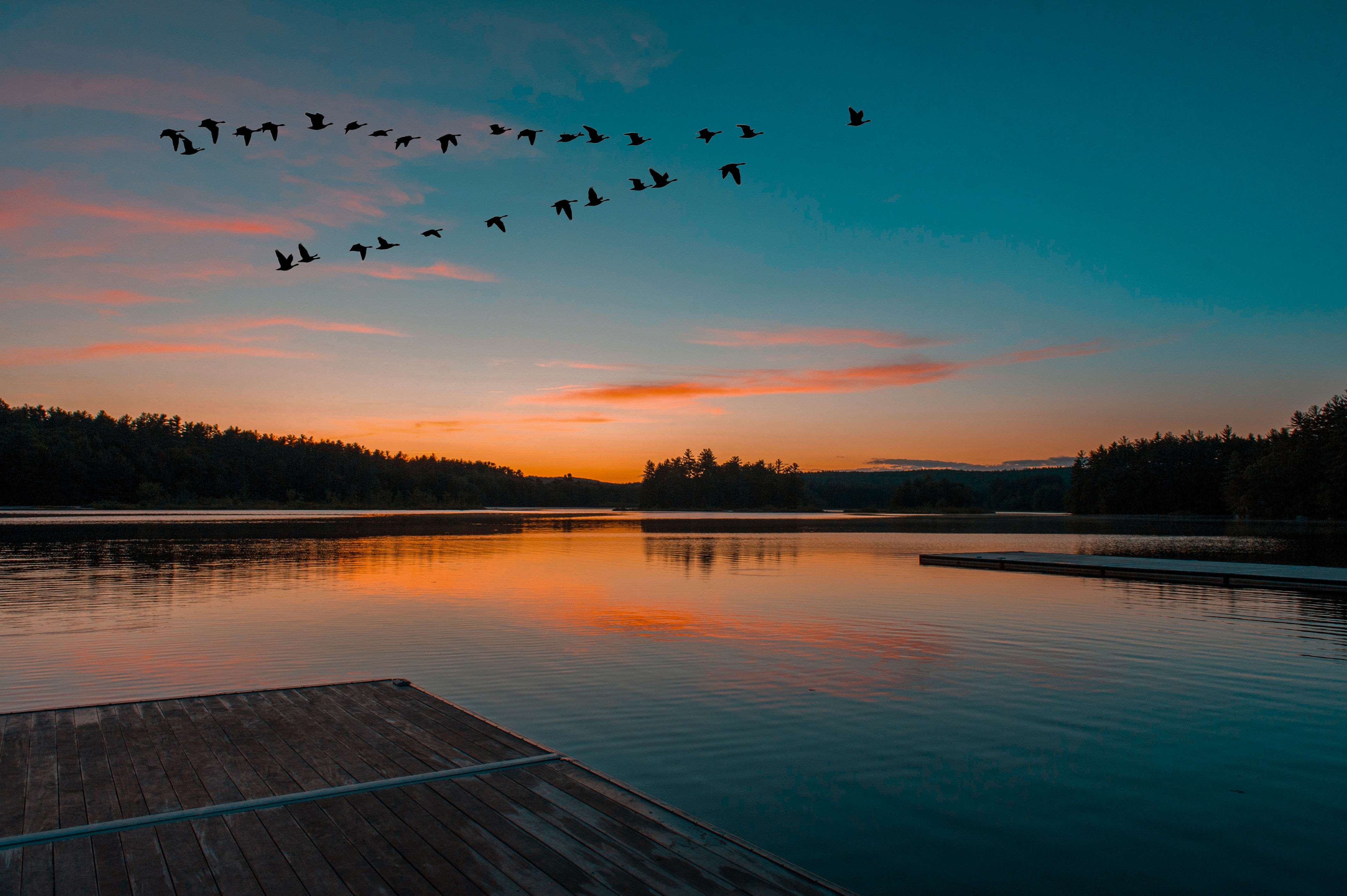 Free HD sunset, nature, birds, horizon, lake, flight
