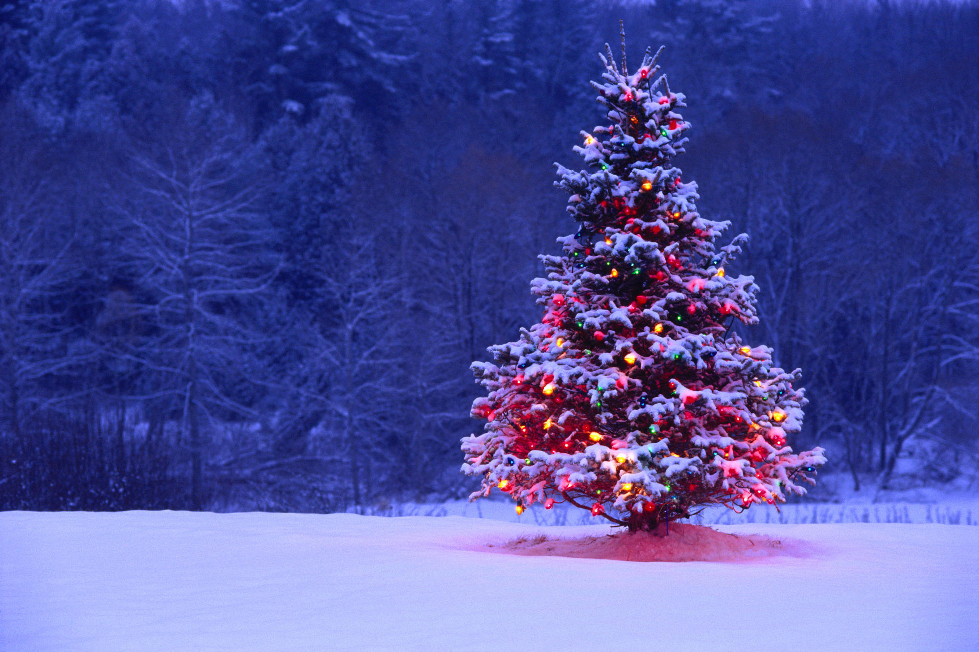Скачать обои бесплатно Деревья, Праздники, Пейзаж, Рождество (Christmas Xmas), Елки, Новый Год (New Year) картинка на рабочий стол ПК