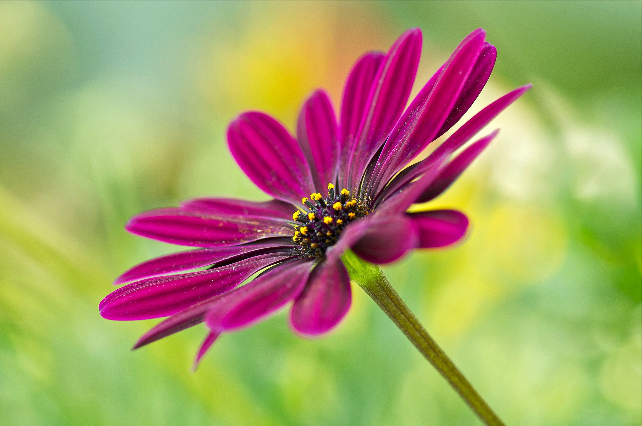 Free download wallpaper Flowers, Flower, Blur, Earth, Daisy, Purple Flower on your PC desktop