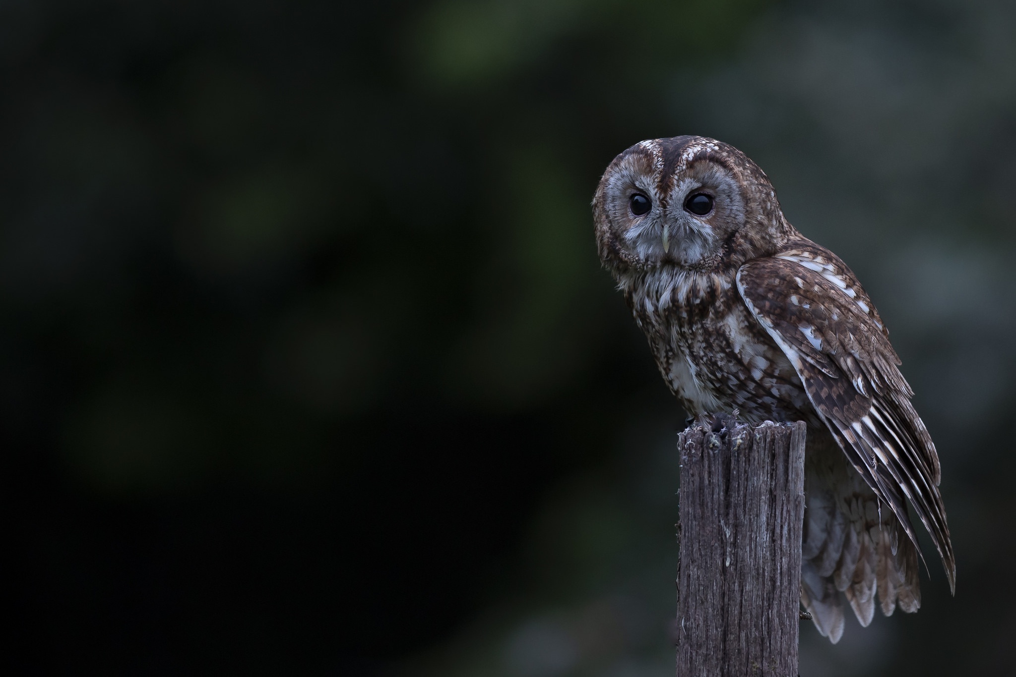 Baixe gratuitamente a imagem Animais, Aves, Coruja, Pássaro na área de trabalho do seu PC