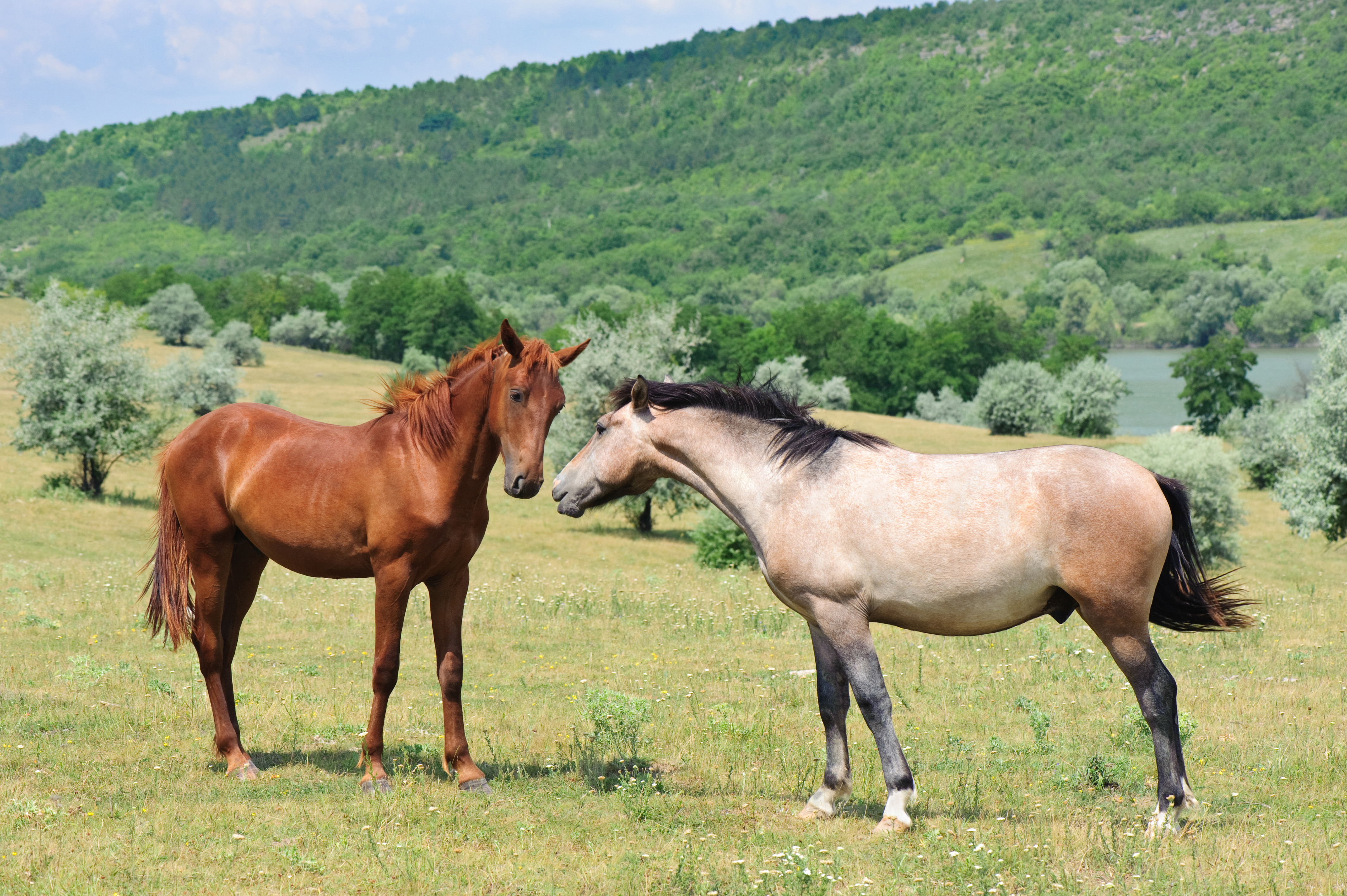 Téléchargez gratuitement l'image Animaux, Cheval sur le bureau de votre PC