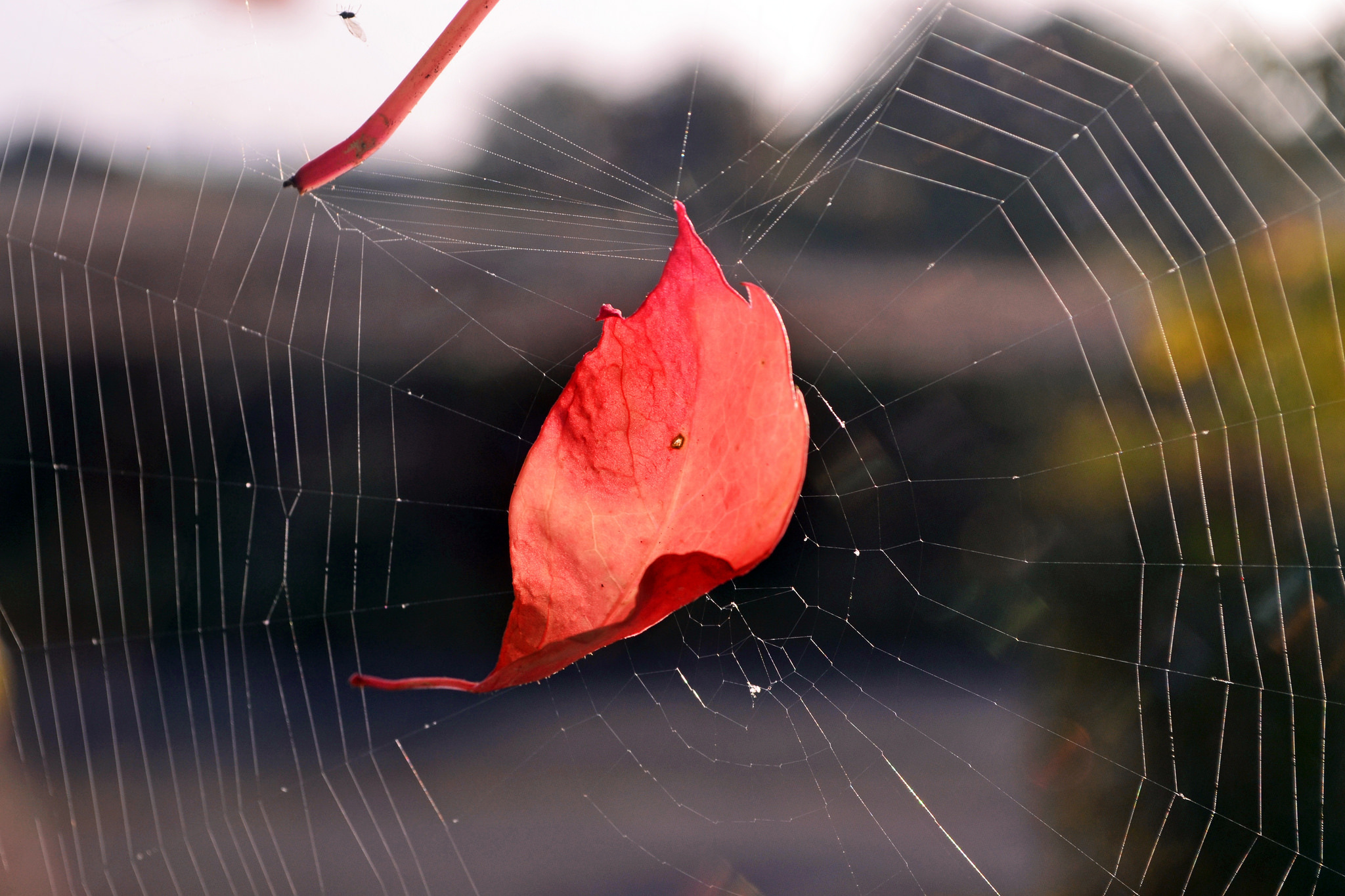 Download mobile wallpaper Macro, Leaf, Photography, Spider Web for free.