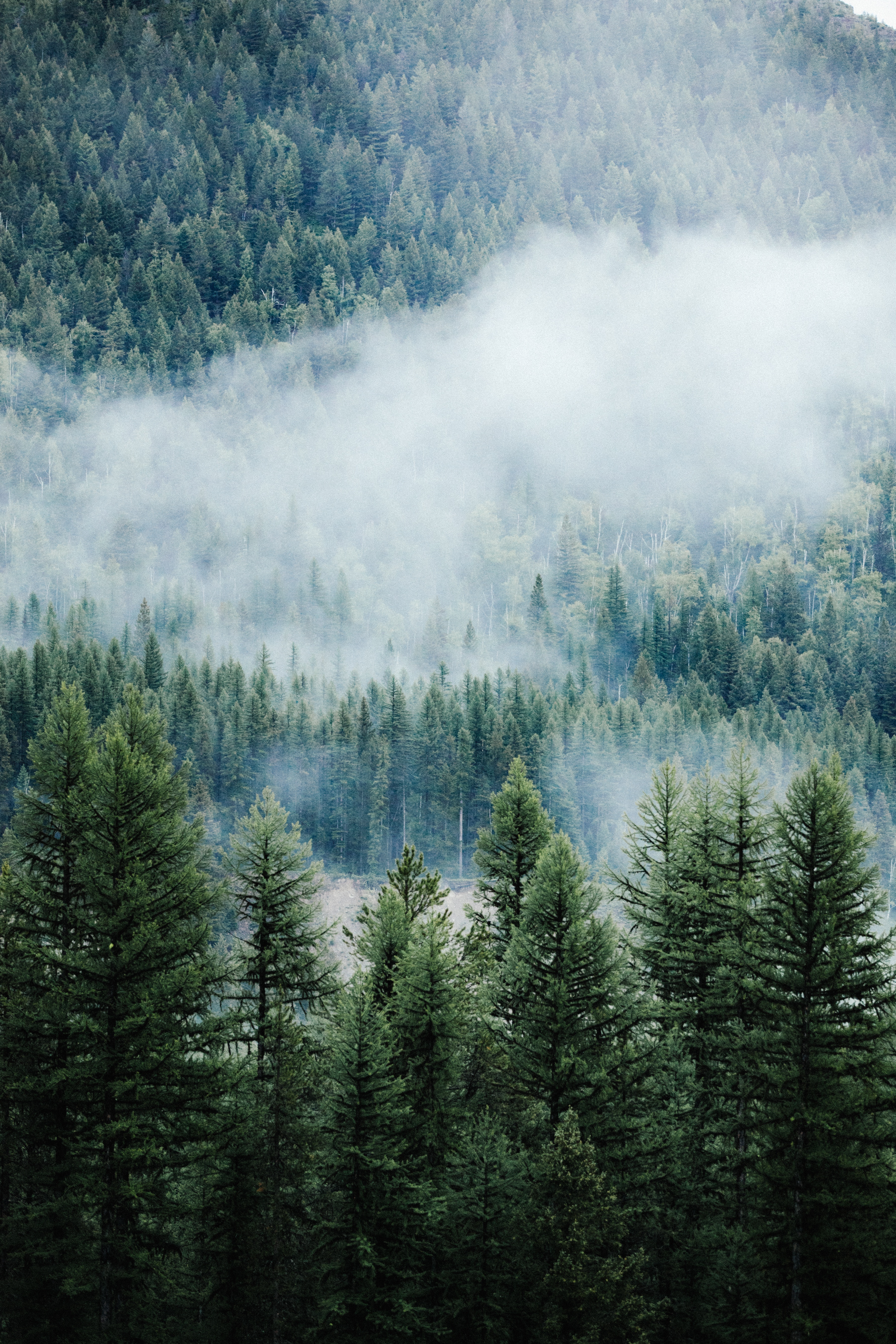 Download mobile wallpaper Ate, Top, Forest, Fog, Tops, Pine, Trees, Nature for free.