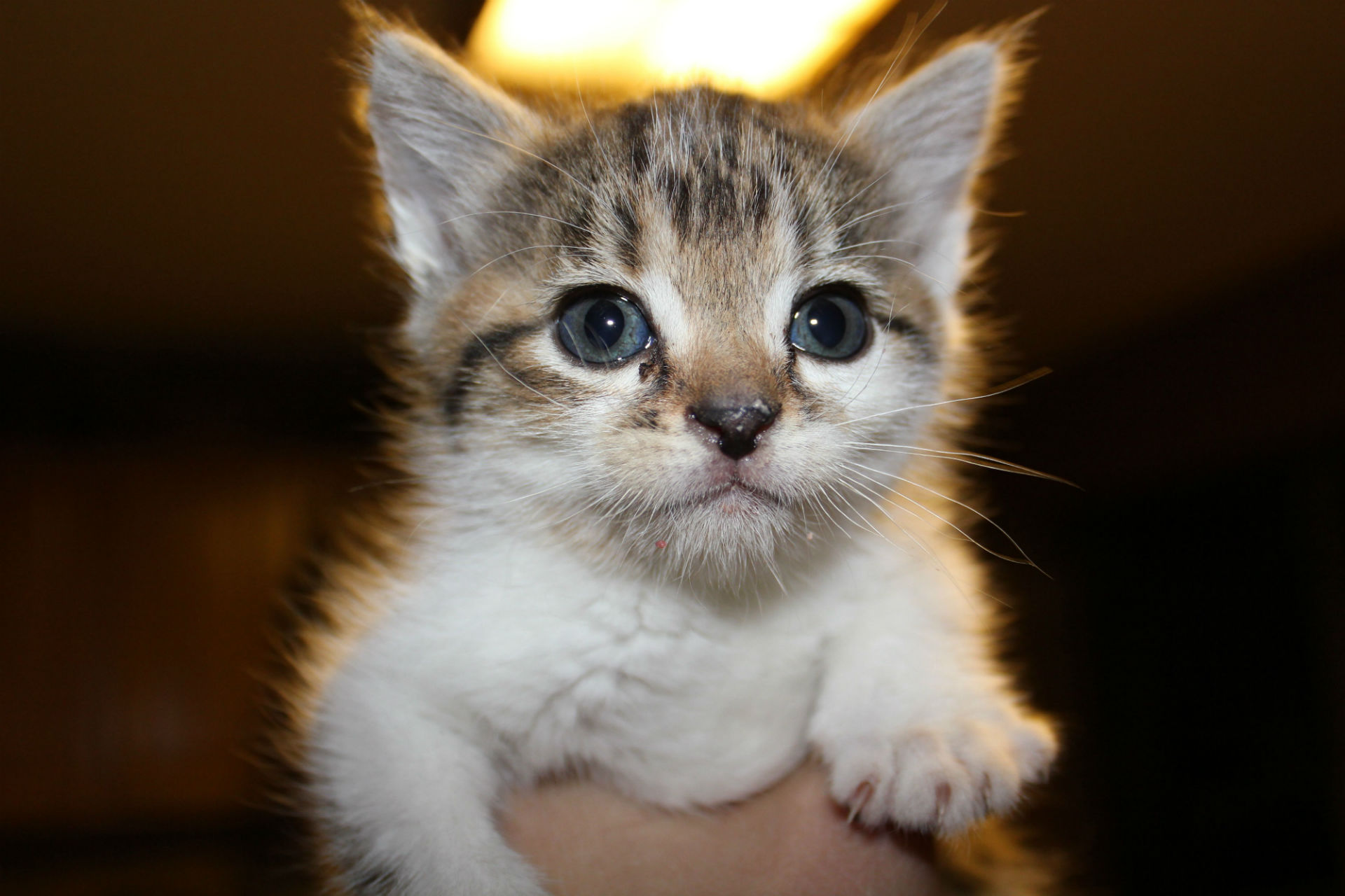 Baixe gratuitamente a imagem Animais, Gatos, Gato na área de trabalho do seu PC