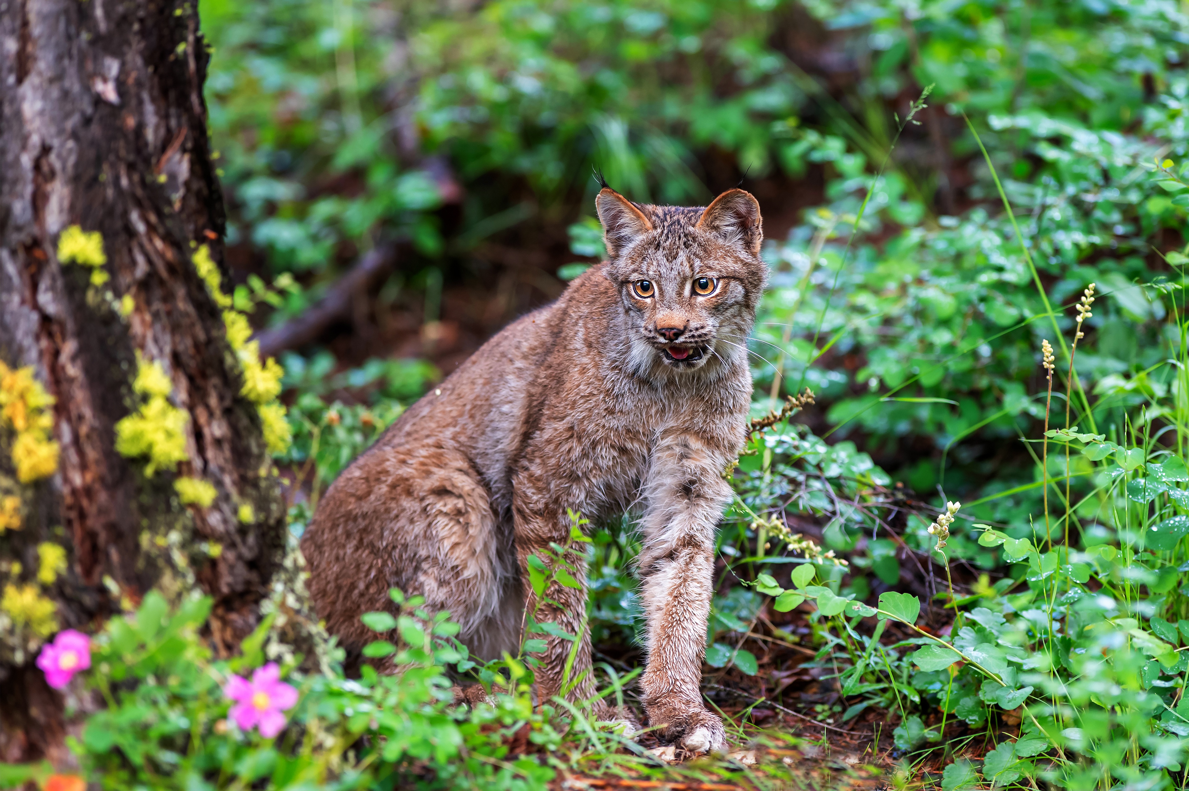 Free download wallpaper Cats, Animal, Lynx on your PC desktop