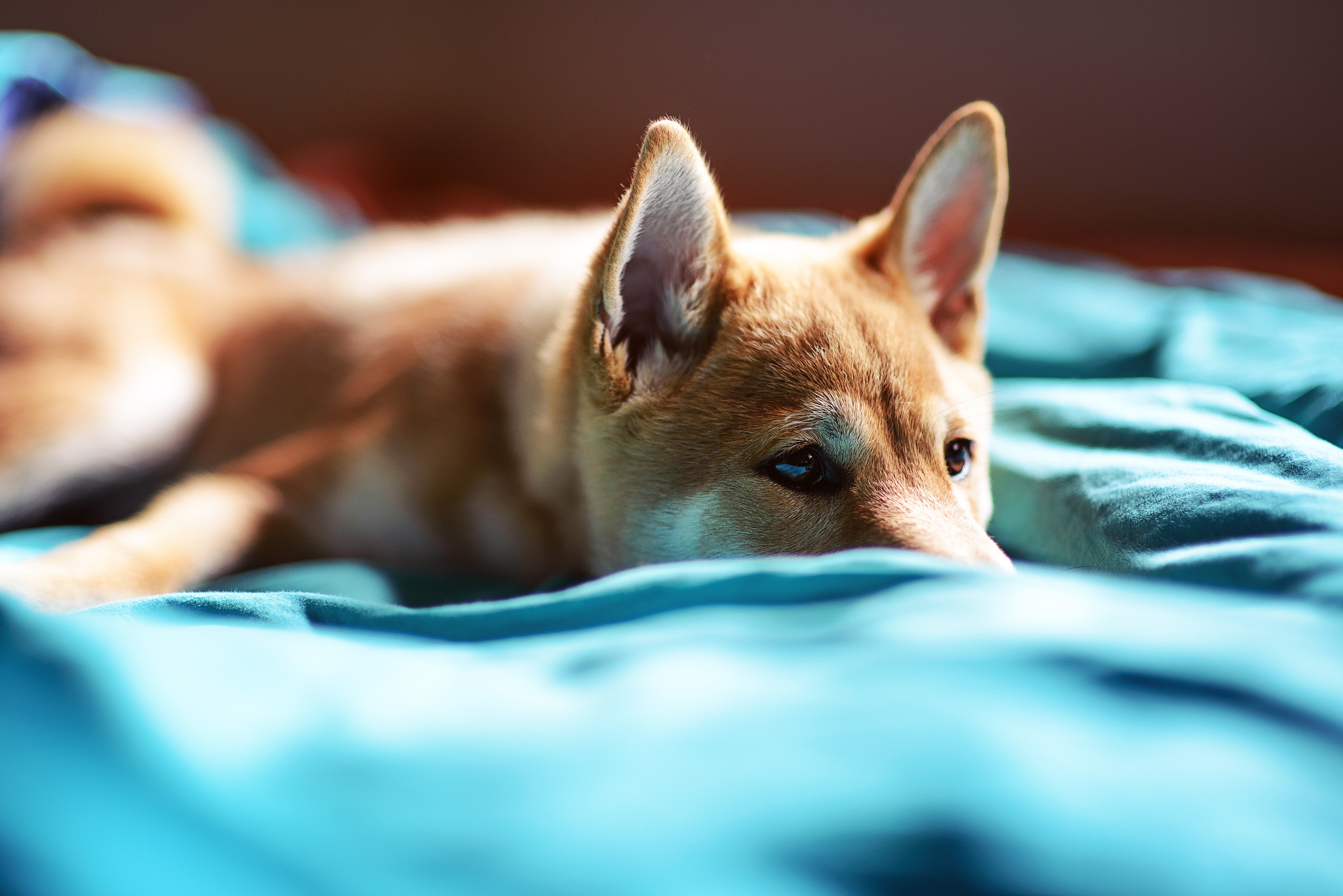 Download mobile wallpaper Muzzle, Opinion, Bed, Animals, Sight, Puppy for free.