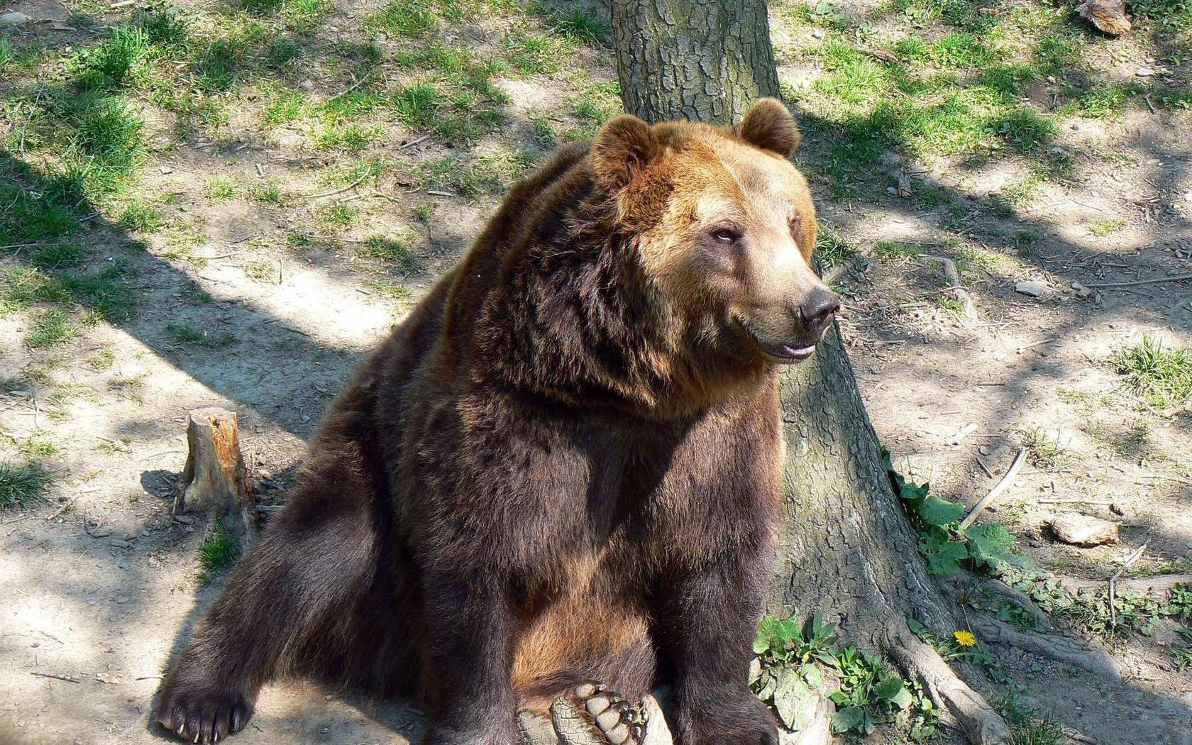 Baixar papel de parede para celular de Animais, Urso gratuito.