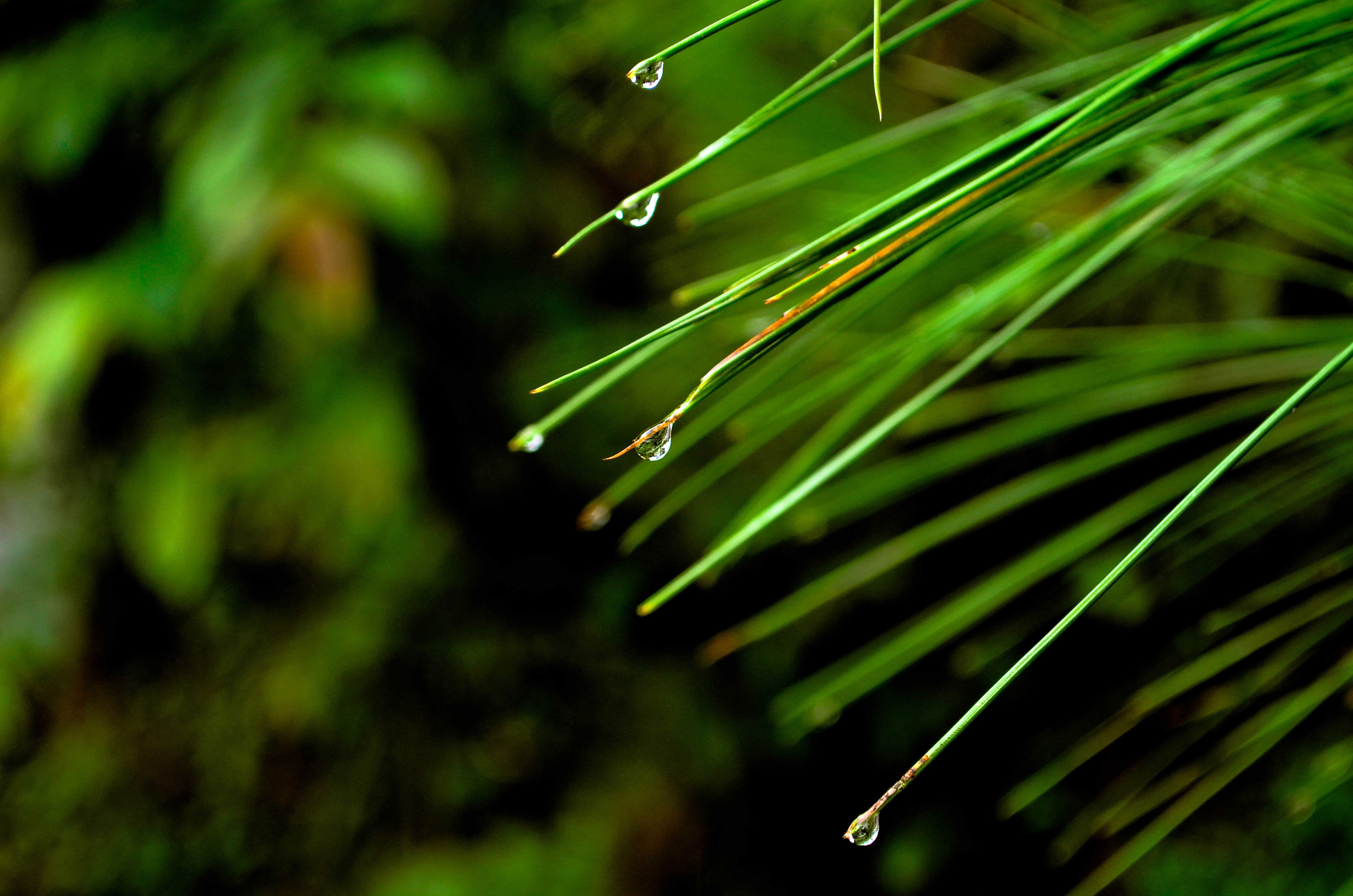 Free download wallpaper Needle, Macro, Fir, Spruce, Drops, Nature on your PC desktop