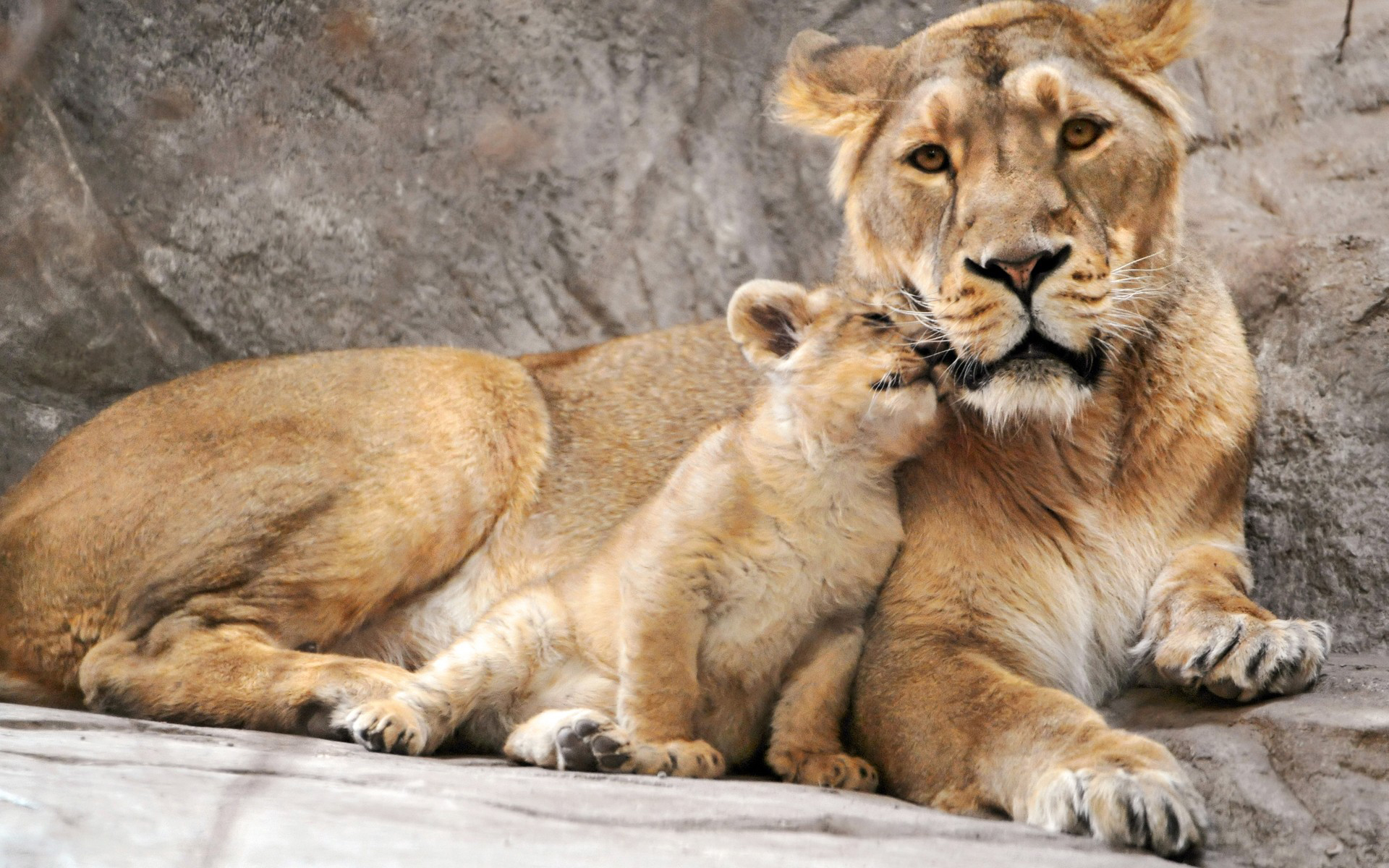 Téléchargez gratuitement l'image Animaux, Lion sur le bureau de votre PC