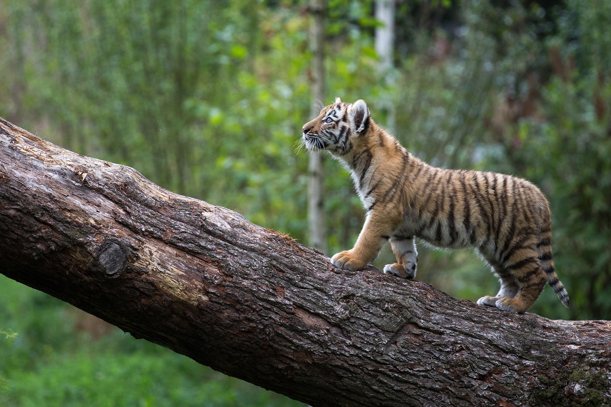 Laden Sie das Tiere, Katzen, Tiger, Tierbaby, Jungtier-Bild kostenlos auf Ihren PC-Desktop herunter
