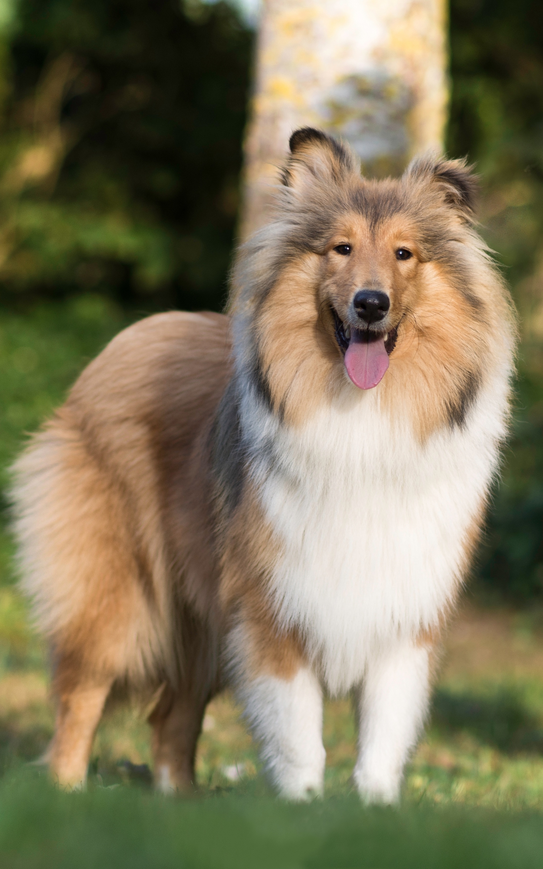 Laden Sie das Tiere, Hunde, Hund, Shetland Schäferhund-Bild kostenlos auf Ihren PC-Desktop herunter