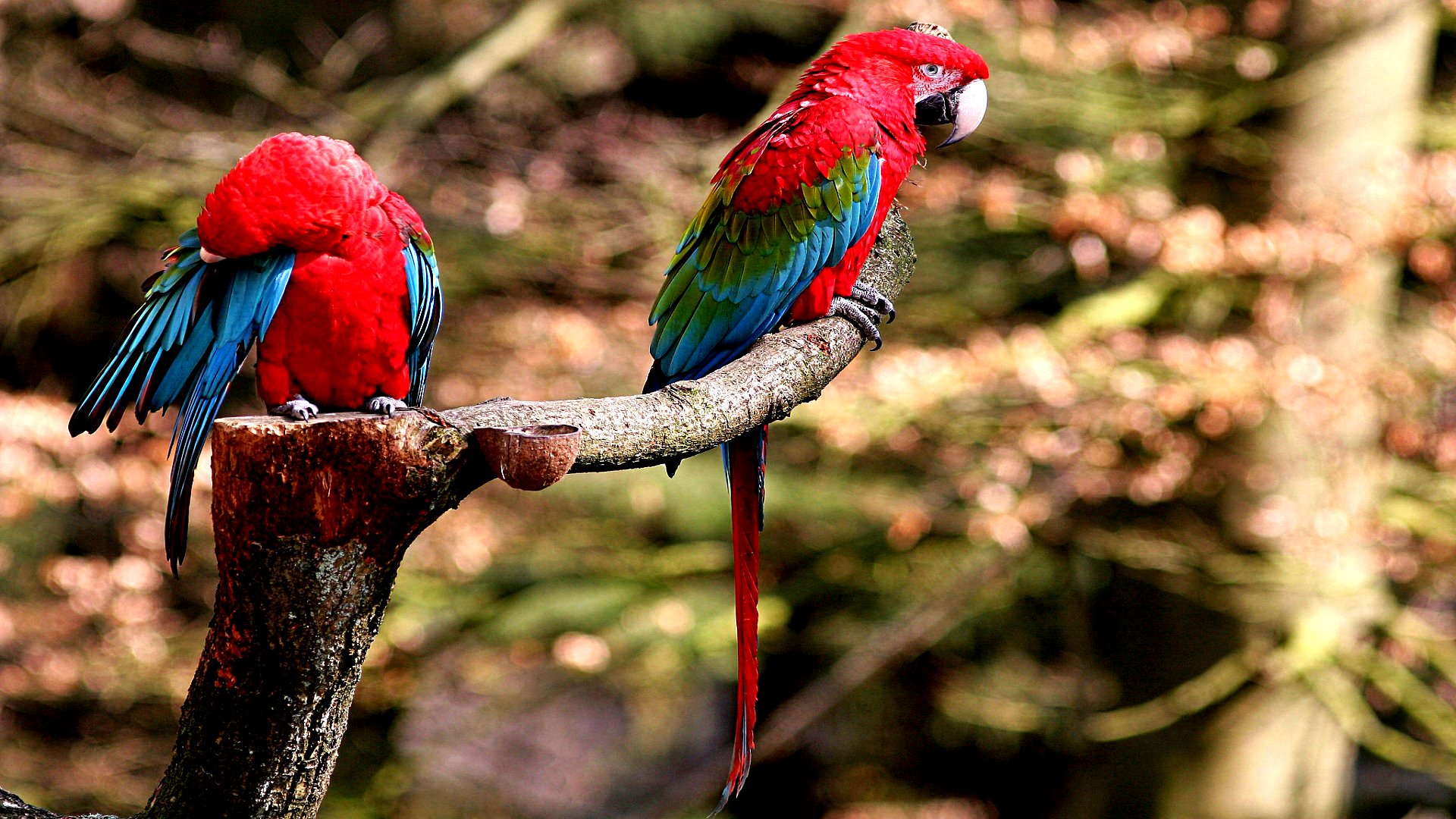 315353壁紙のダウンロード動物, 赤と緑のコンゴウインコ, 鳥-スクリーンセーバーと写真を無料で