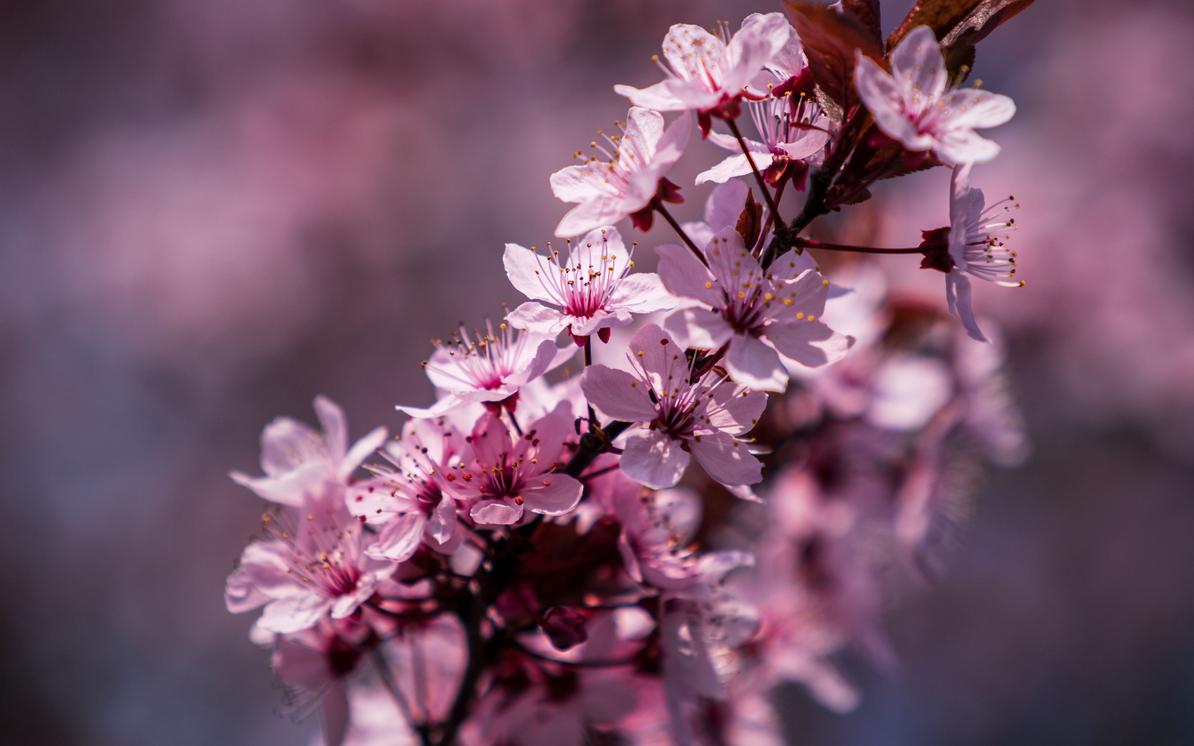 Download mobile wallpaper Flowers, Earth, Blossom for free.