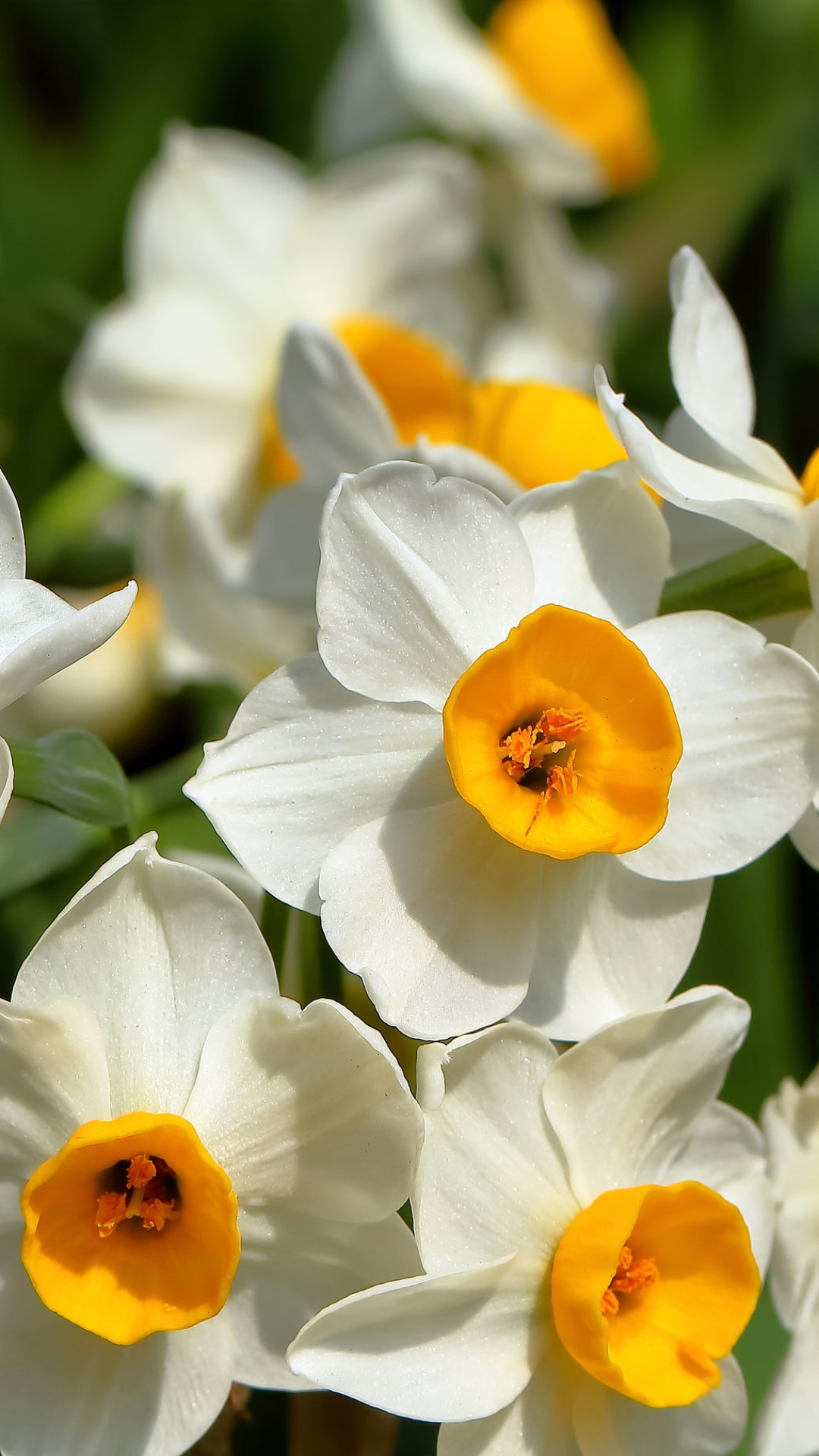 Download mobile wallpaper Flowers, Flower, Earth, White Flower, Daffodil for free.