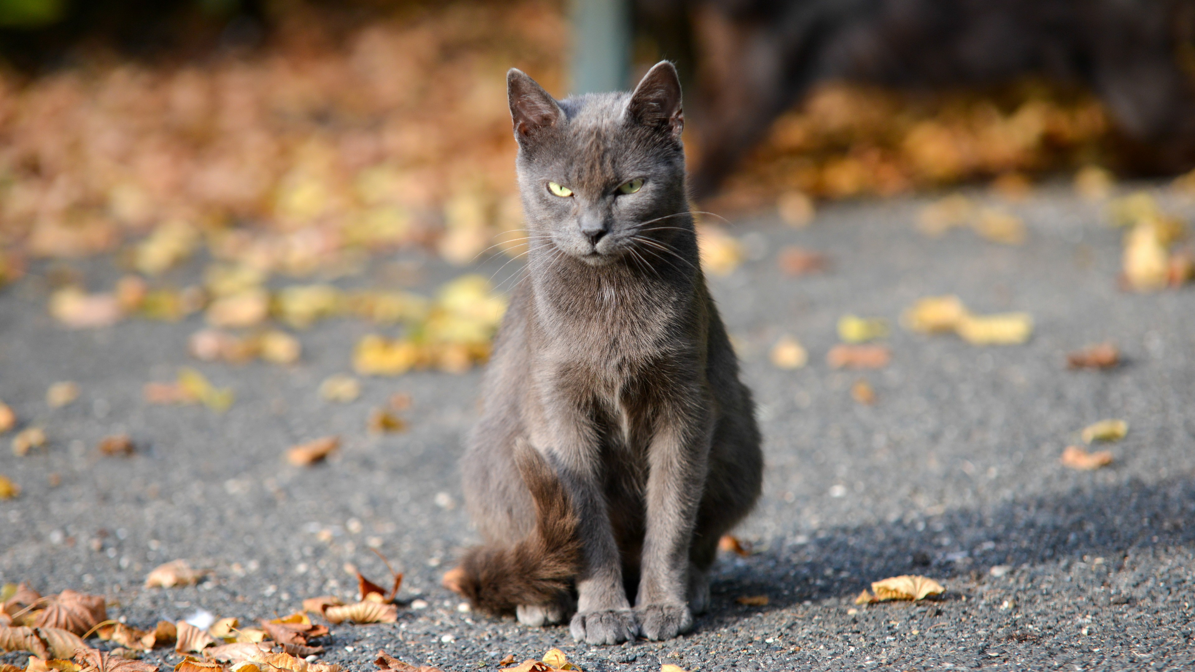 PCデスクトップにネコ, 猫, 動物画像を無料でダウンロード