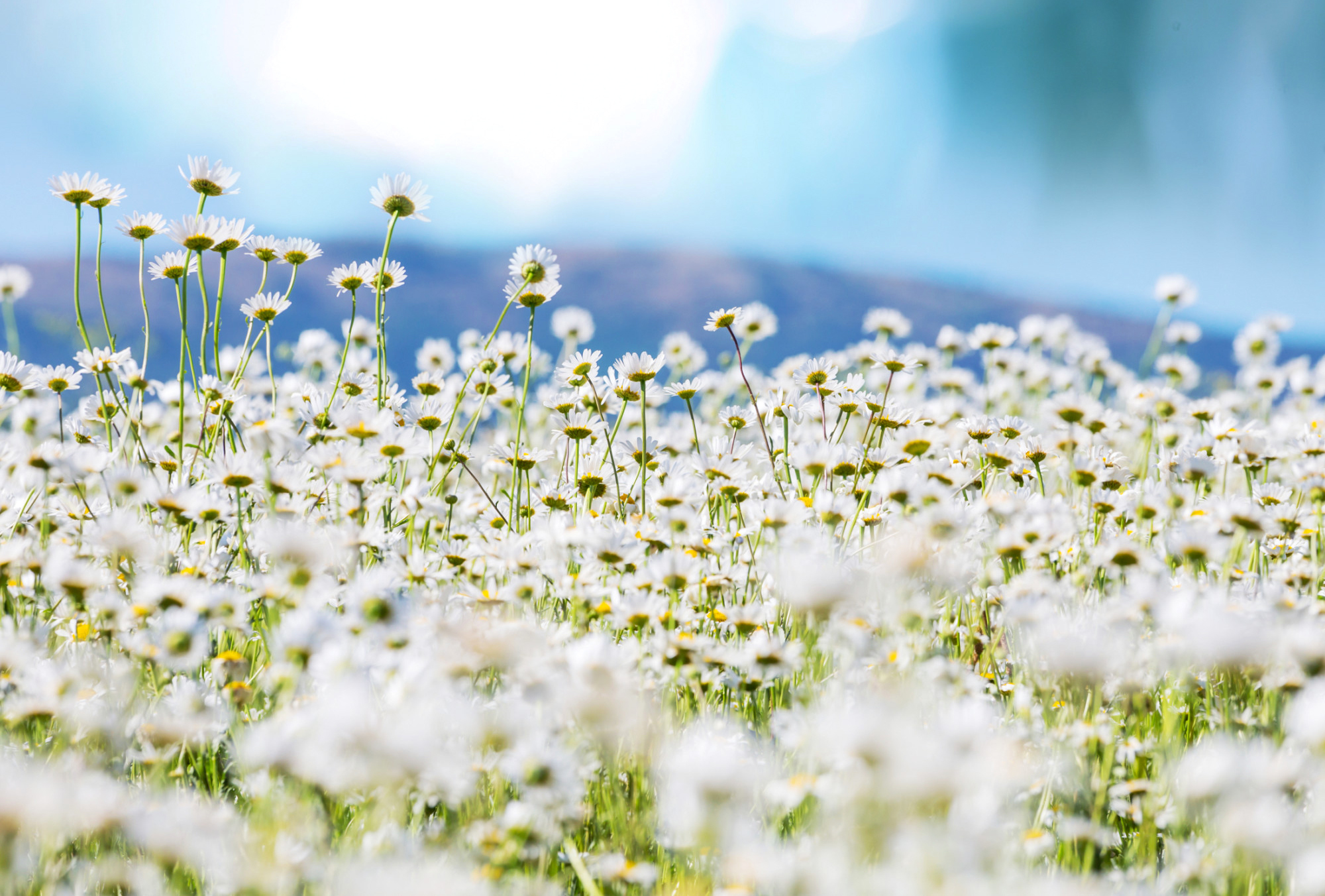 Free download wallpaper Nature, Flowers, Flower, Earth, Field, Daisy, White Flower on your PC desktop