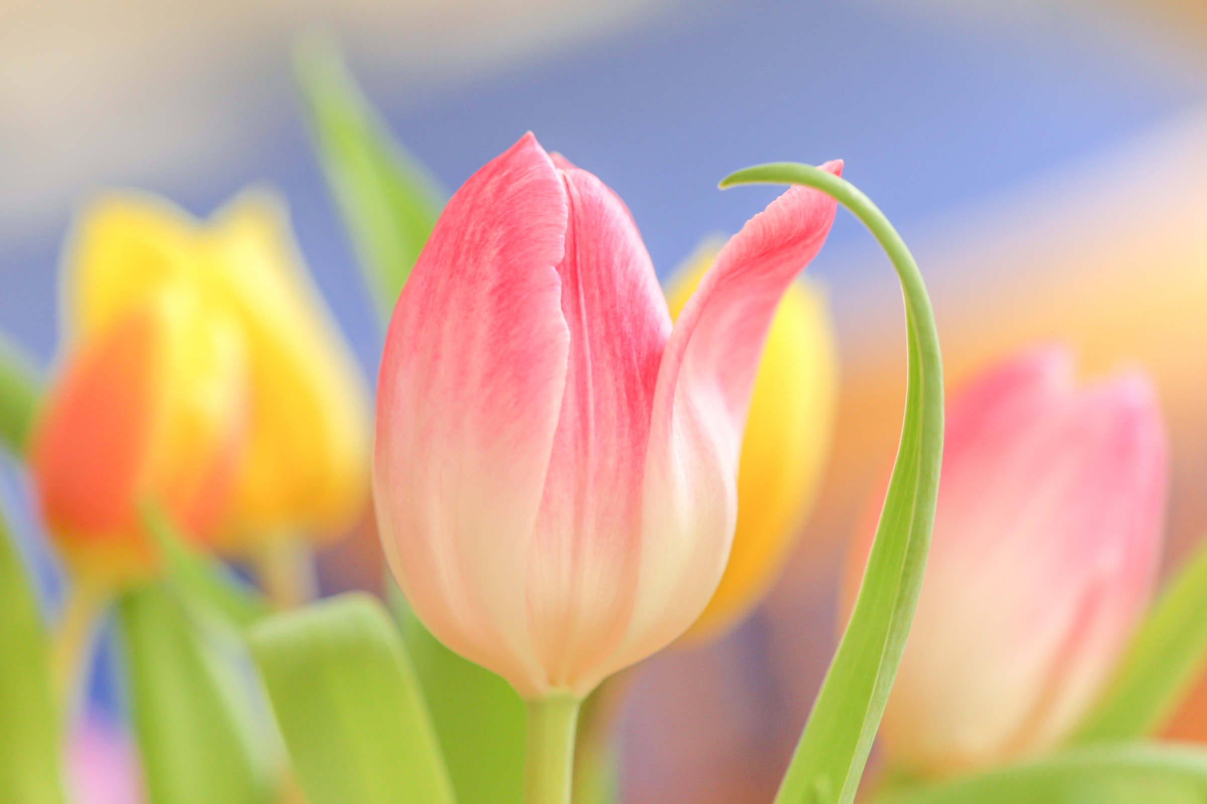 Téléchargez gratuitement l'image Fleurs, Tulipe, Terre/nature sur le bureau de votre PC