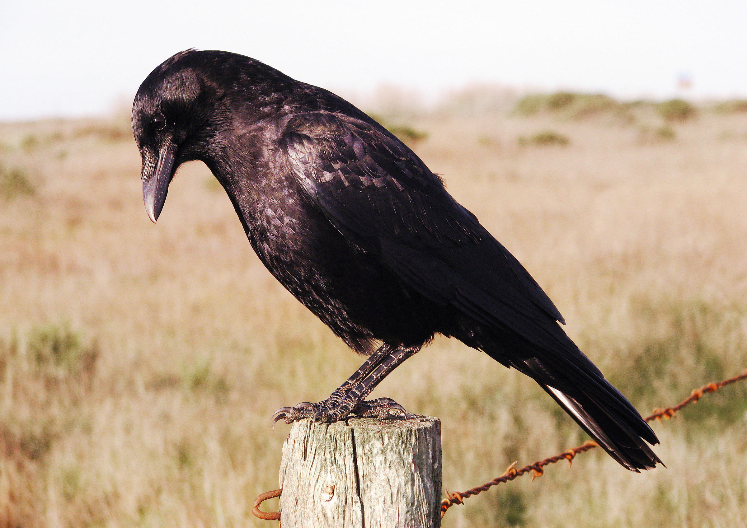 Download mobile wallpaper Animal, Crow for free.
