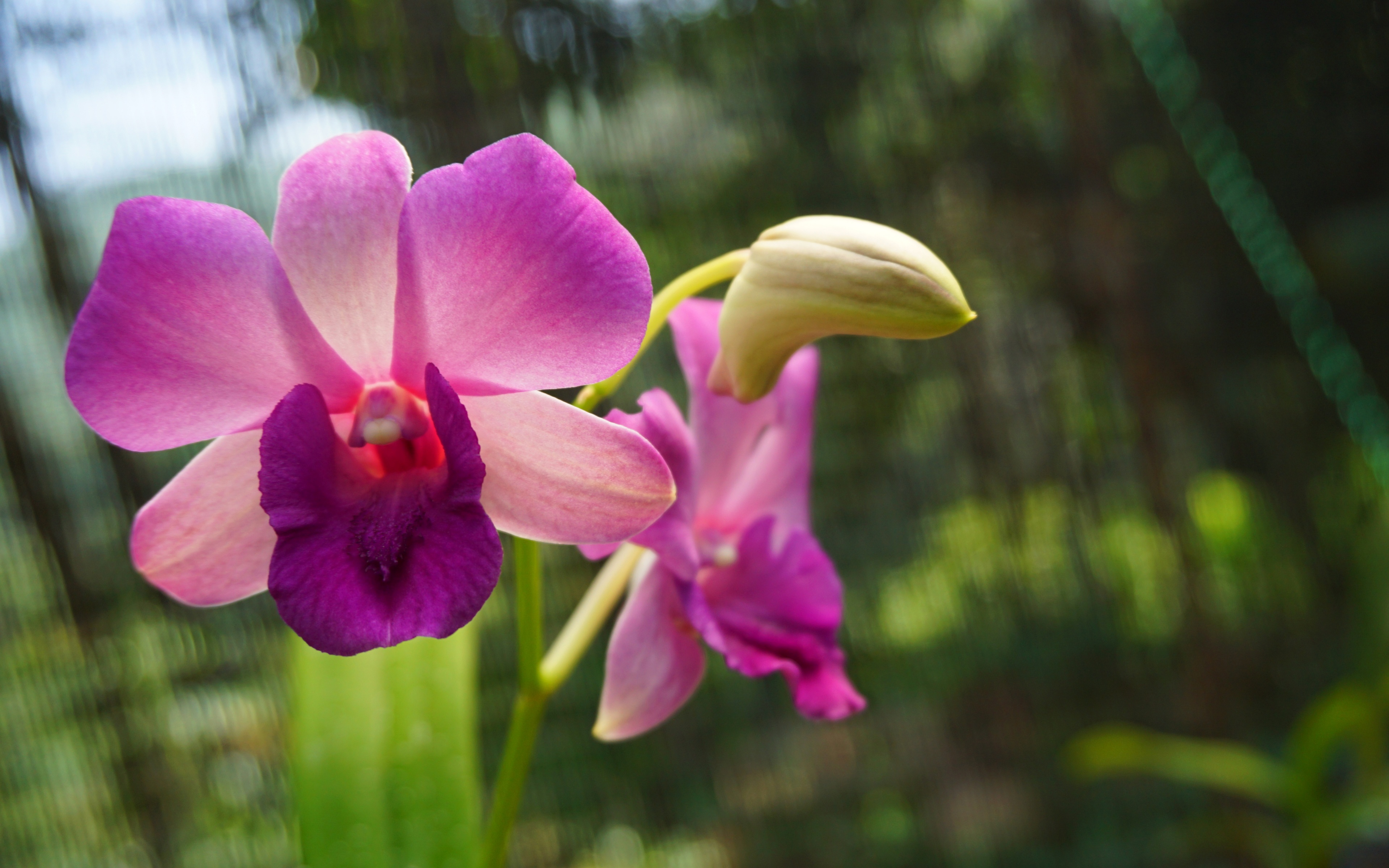 Free download wallpaper Flowers, Earth, Orchid on your PC desktop