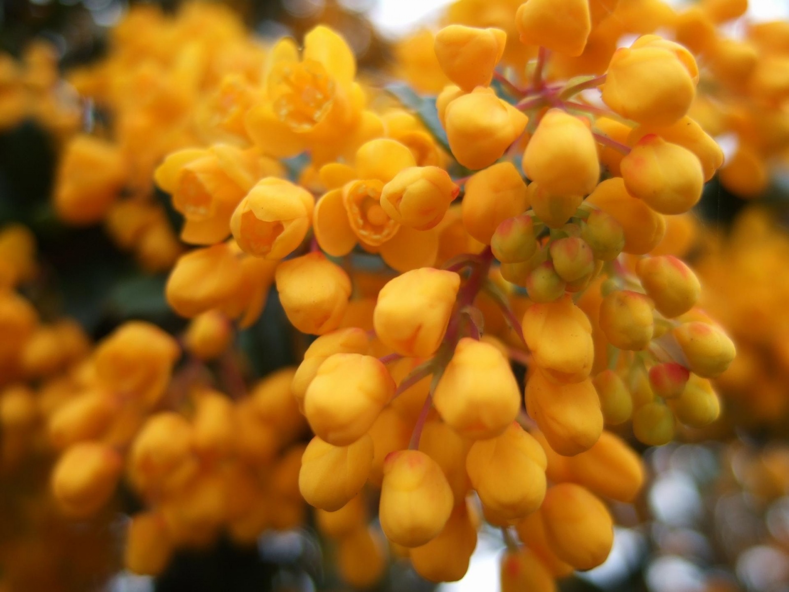 Laden Sie das Blumen, Blume, Erde/natur-Bild kostenlos auf Ihren PC-Desktop herunter