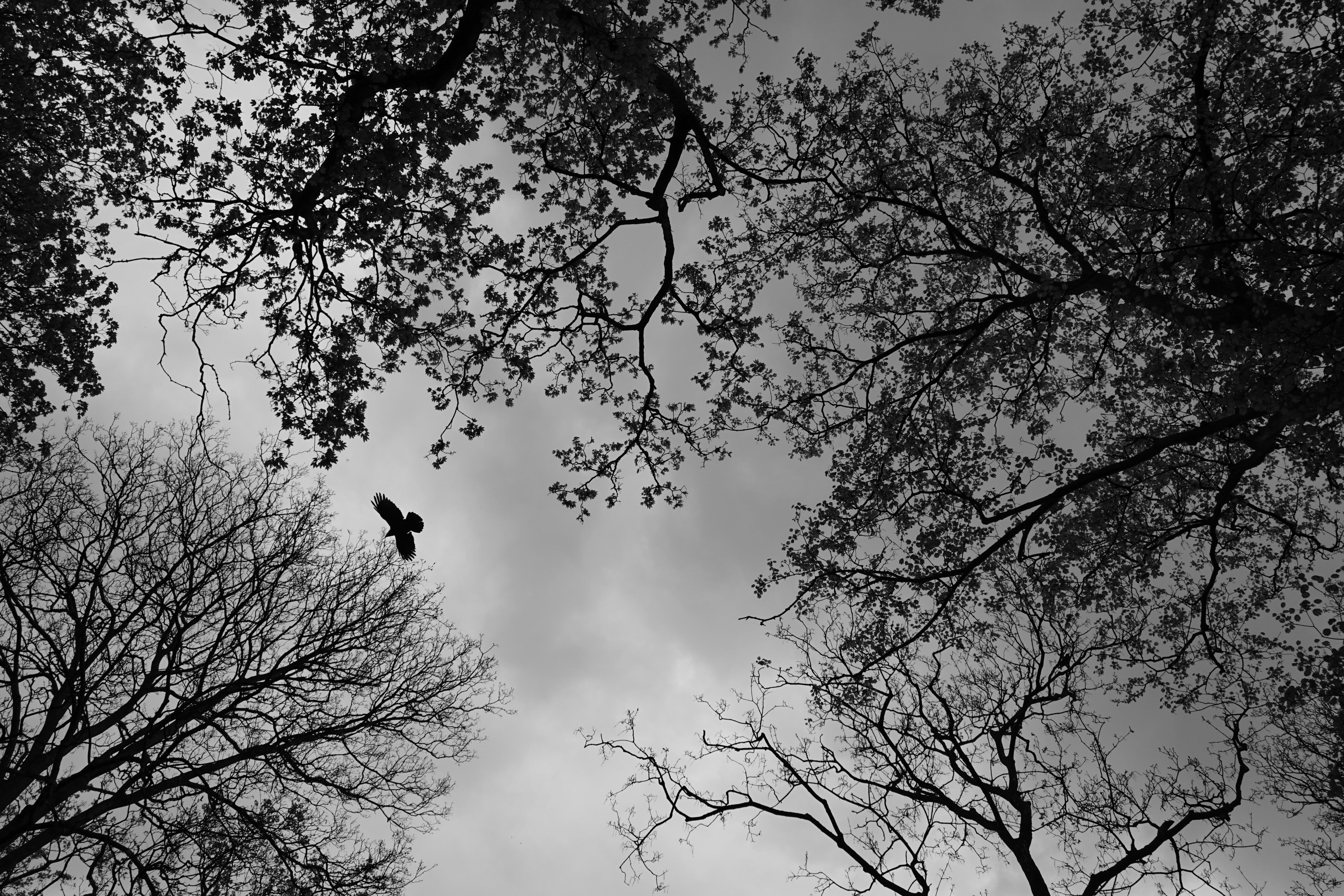 Download mobile wallpaper Trees, Chb, Nature, Bird, Bw for free.