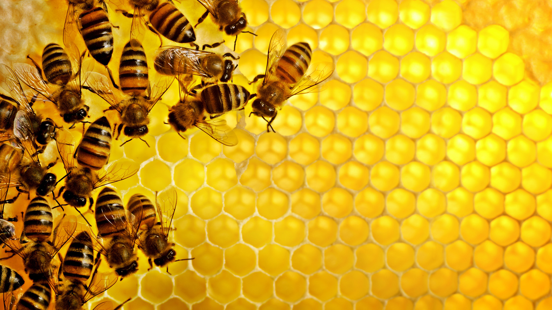 38413 télécharger le fond d'écran abeilles, insectes, jaune - économiseurs d'écran et images gratuitement