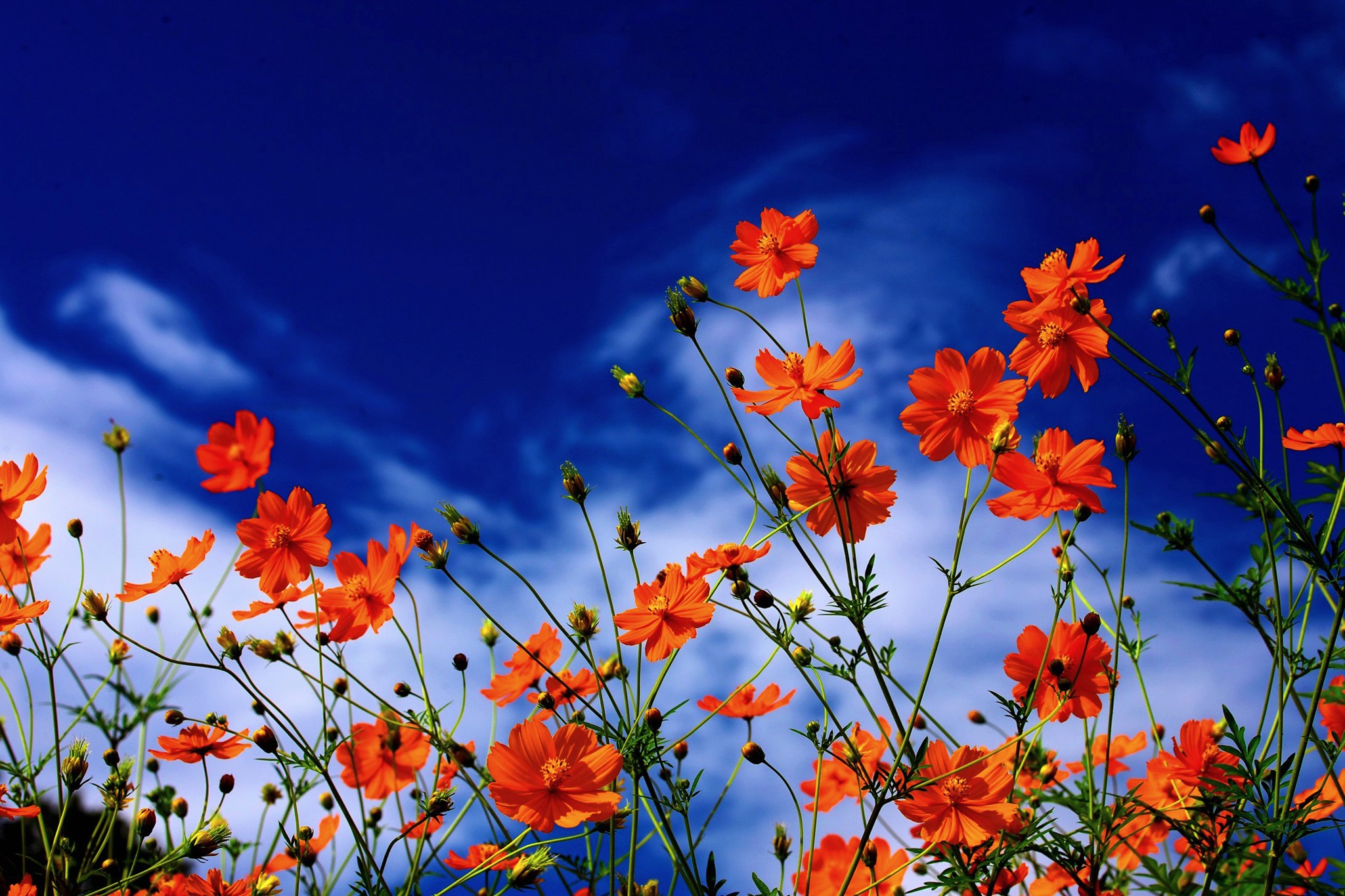 Téléchargez gratuitement l'image Fleurs, Fleur, Cosmos, Terre/nature, Fleur D'oranger sur le bureau de votre PC