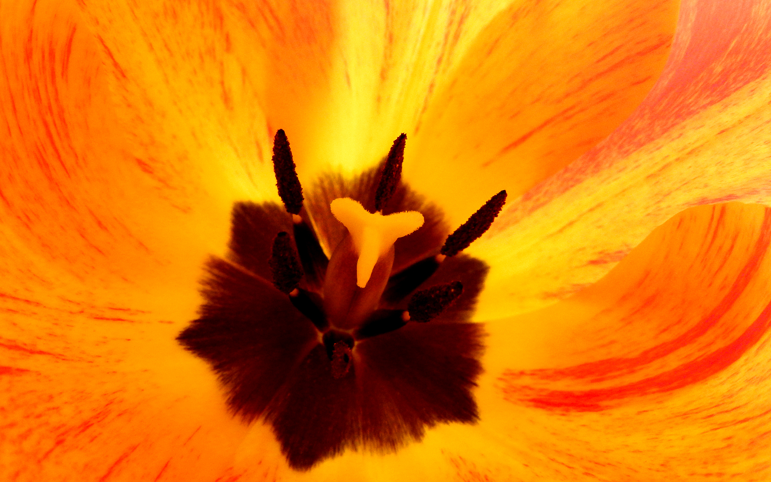 Free download wallpaper Nature, Flowers, Flower, Close Up, Earth, Tulip on your PC desktop