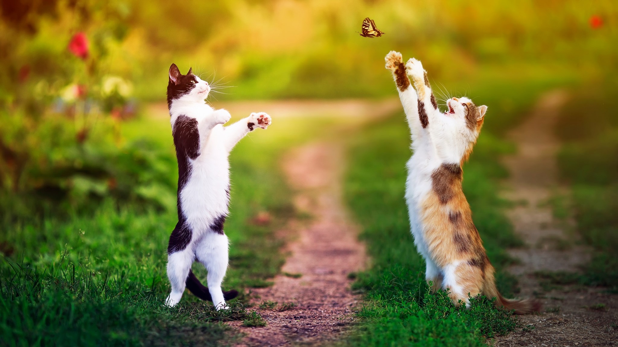 Download mobile wallpaper Cats, Cat, Animal, Depth Of Field for free.