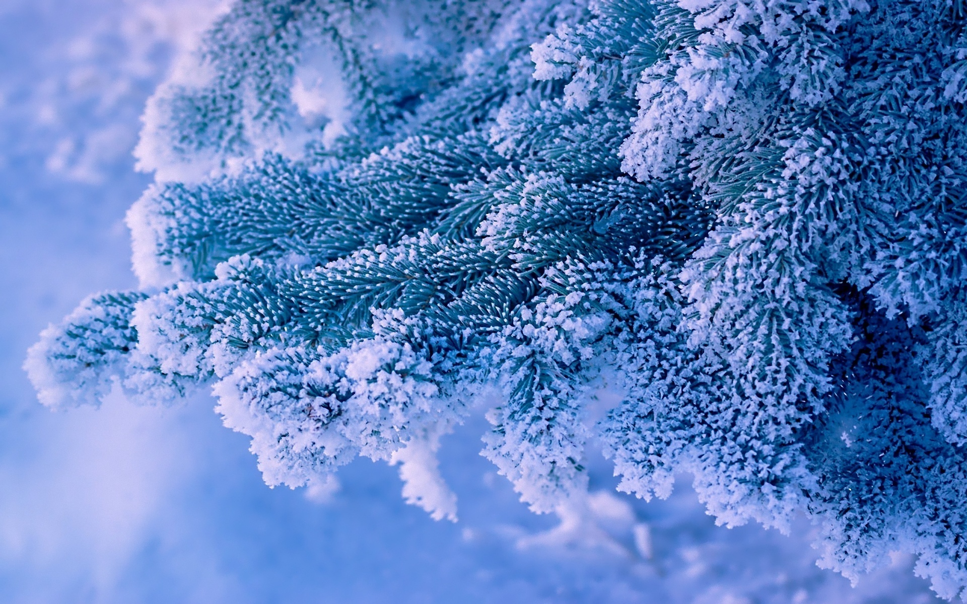 Скачать обои бесплатно Зима, Снег, Рождество, Земля/природа картинка на рабочий стол ПК