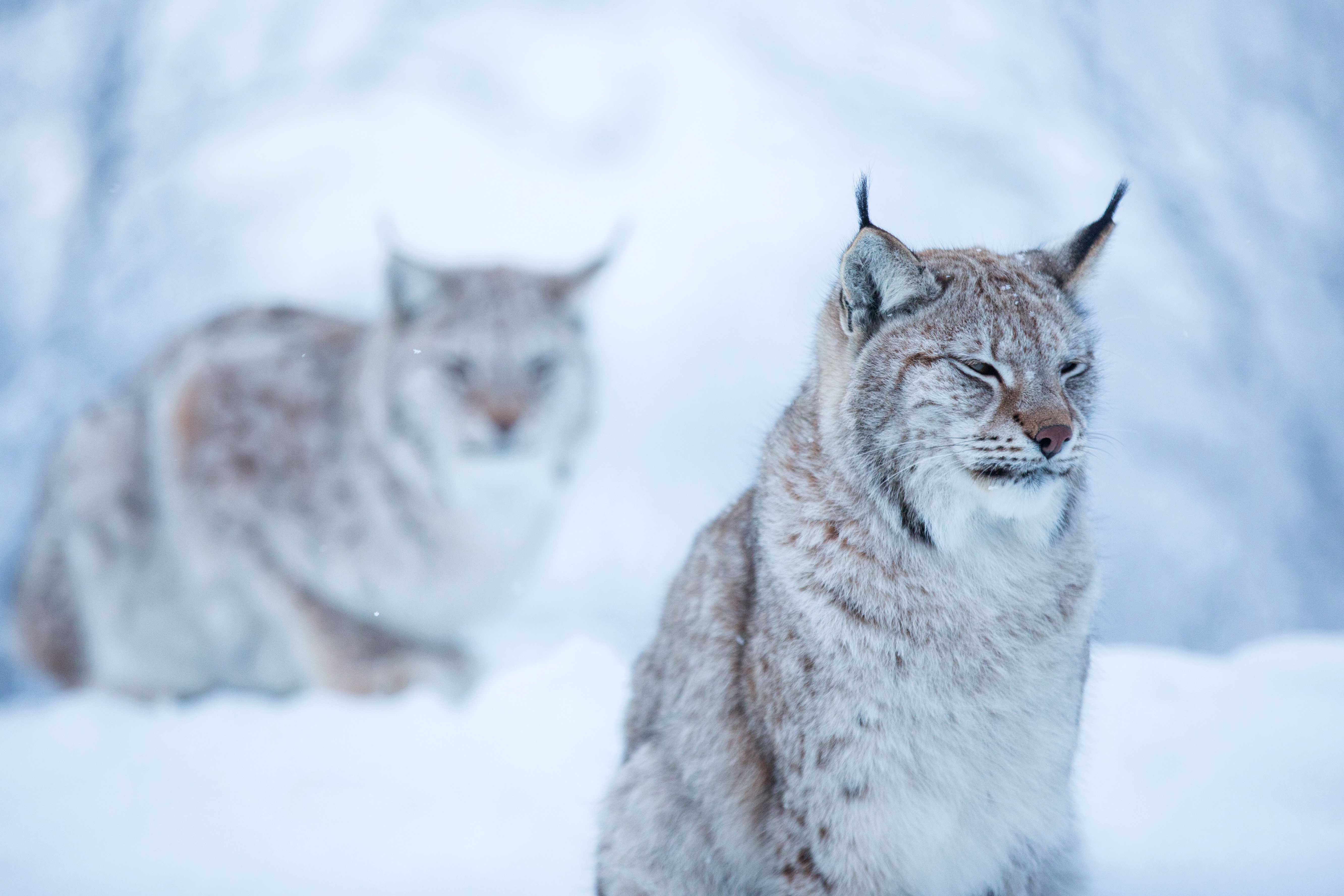 Laden Sie das Tiere, Katzen, Luchs-Bild kostenlos auf Ihren PC-Desktop herunter