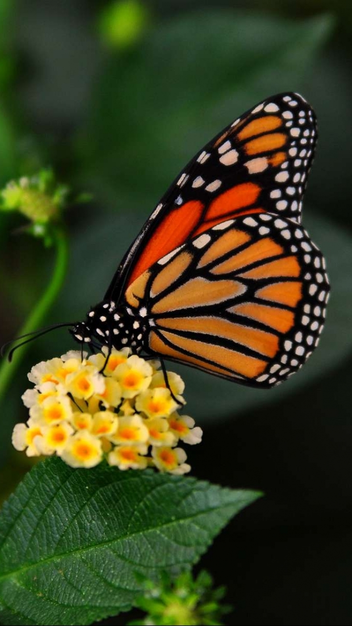 Download mobile wallpaper Butterfly, Animal for free.