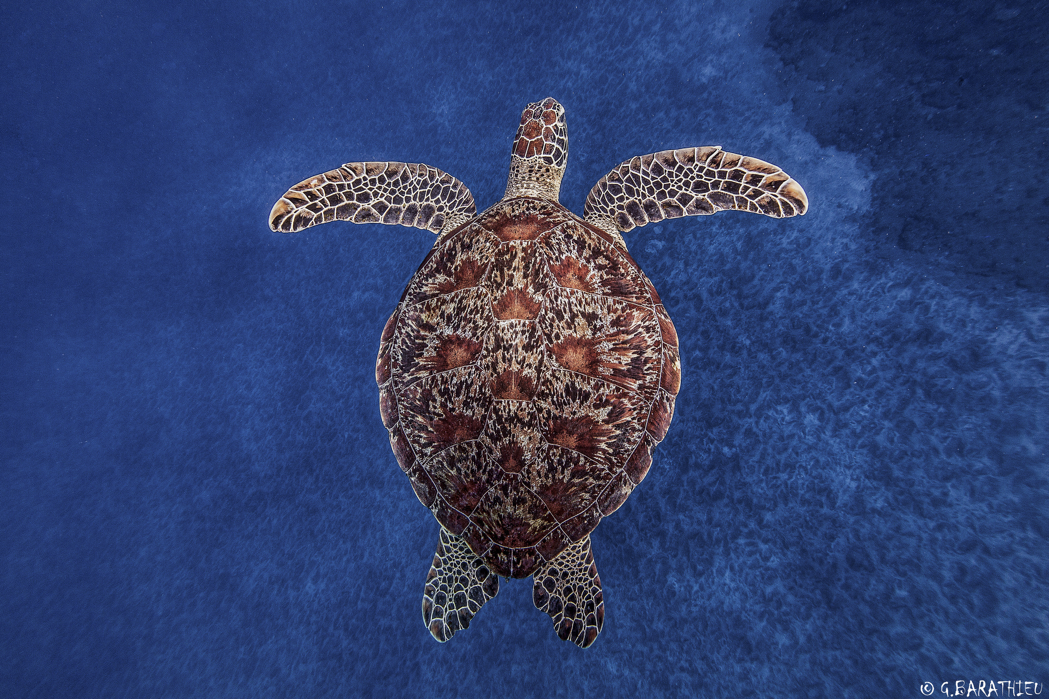 290663 baixar papel de parede animais, tartaruga, tartarugas - protetores de tela e imagens gratuitamente