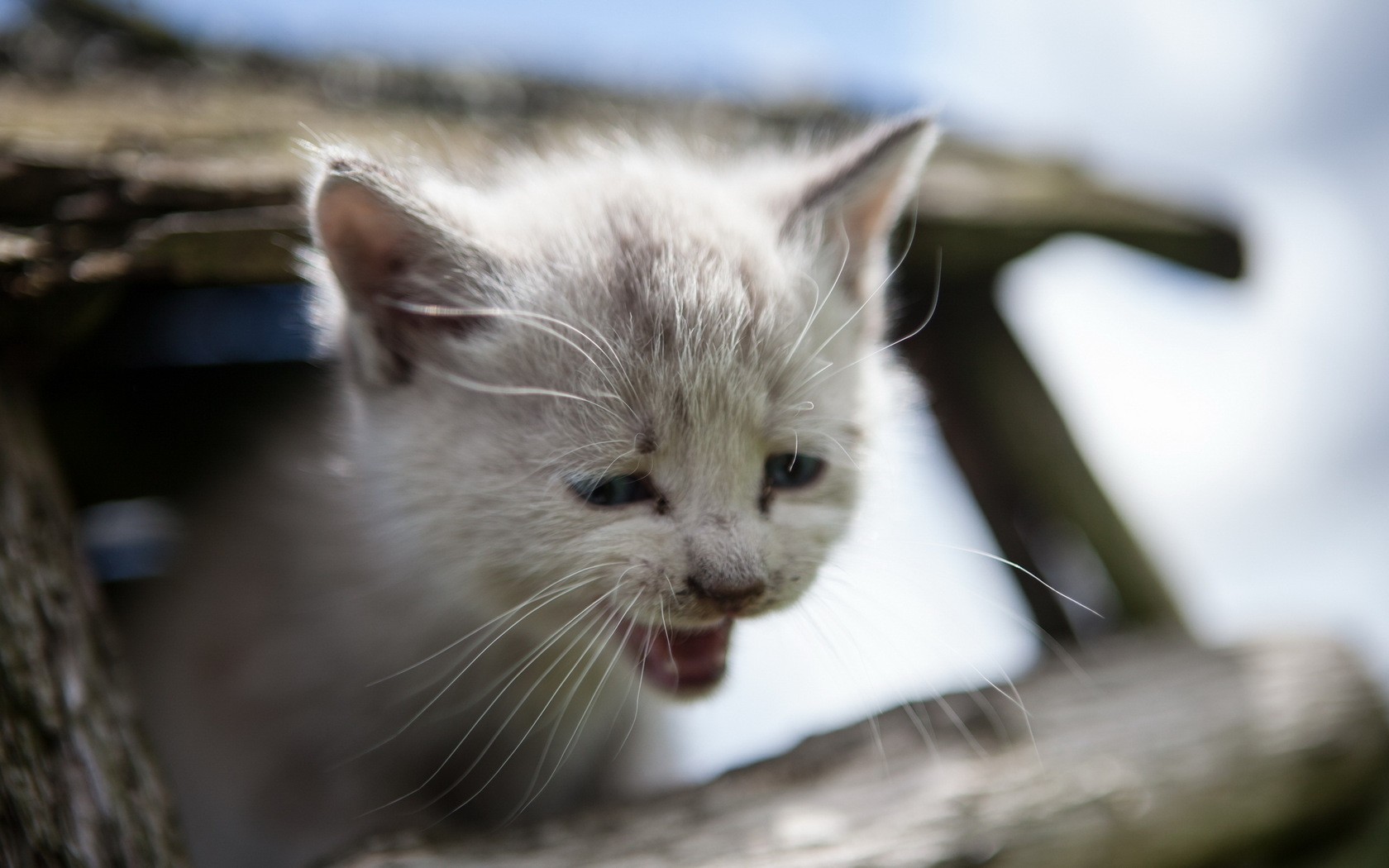 無料モバイル壁紙動物, ネコ, 猫をダウンロードします。