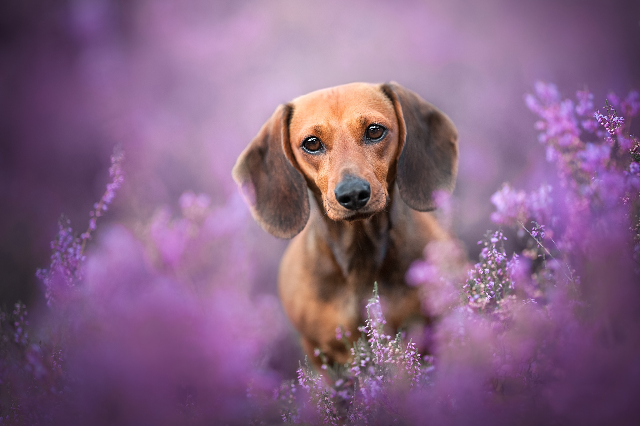 dachshund, animal, dog, heather, dogs HD wallpaper