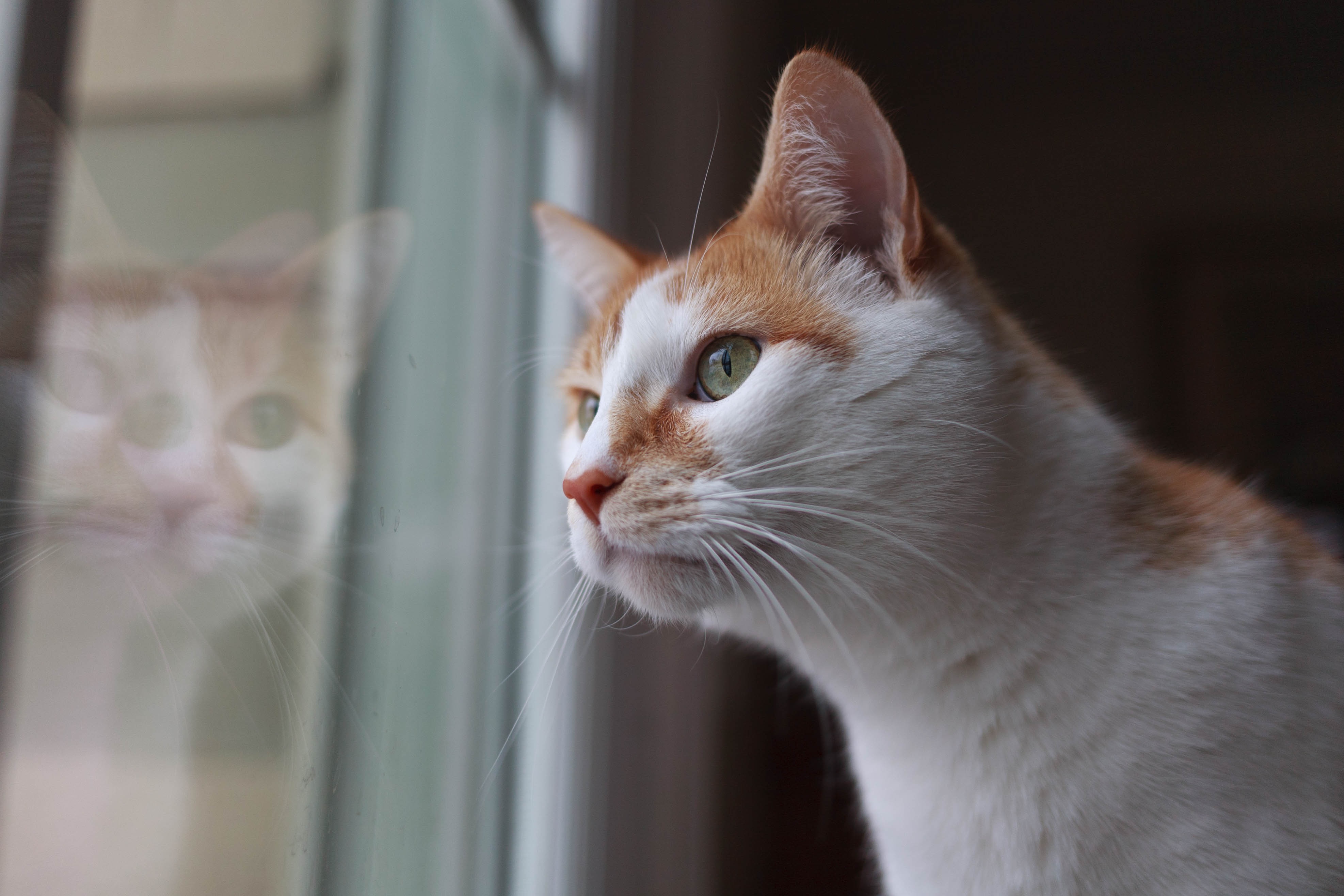 無料モバイル壁紙動物, ネコ, 猫をダウンロードします。