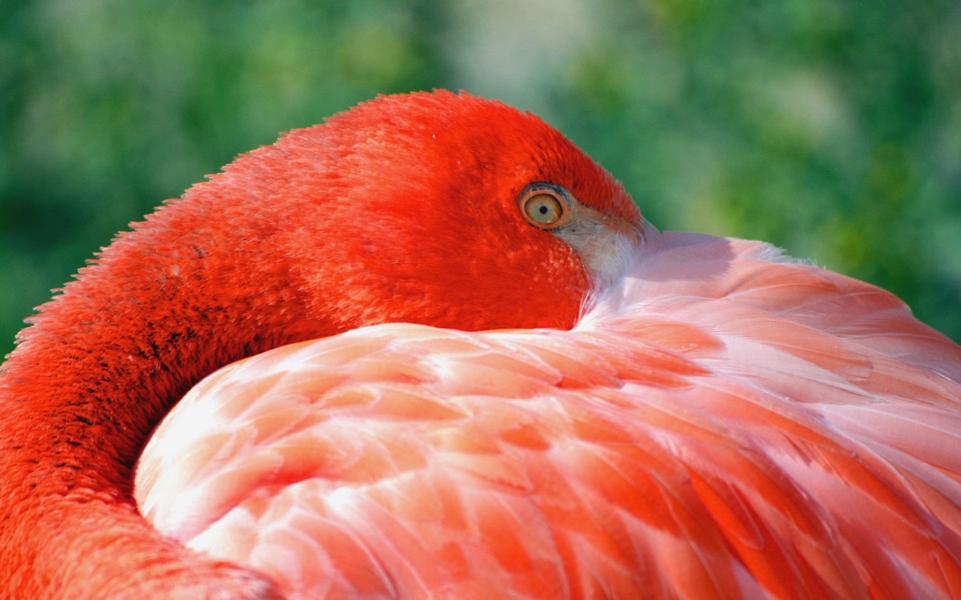 PCデスクトップにフラミンゴ, 鳥, 動物画像を無料でダウンロード