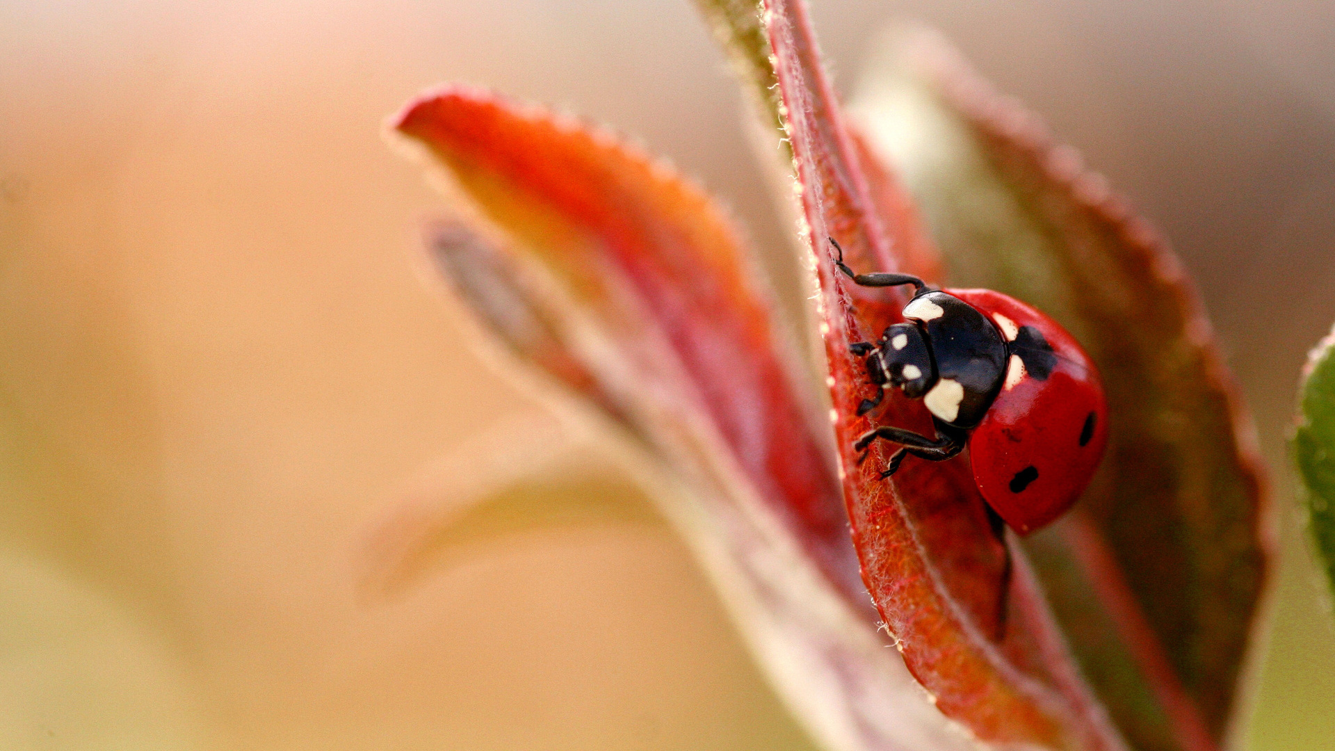 Download mobile wallpaper Animal, Ladybug for free.