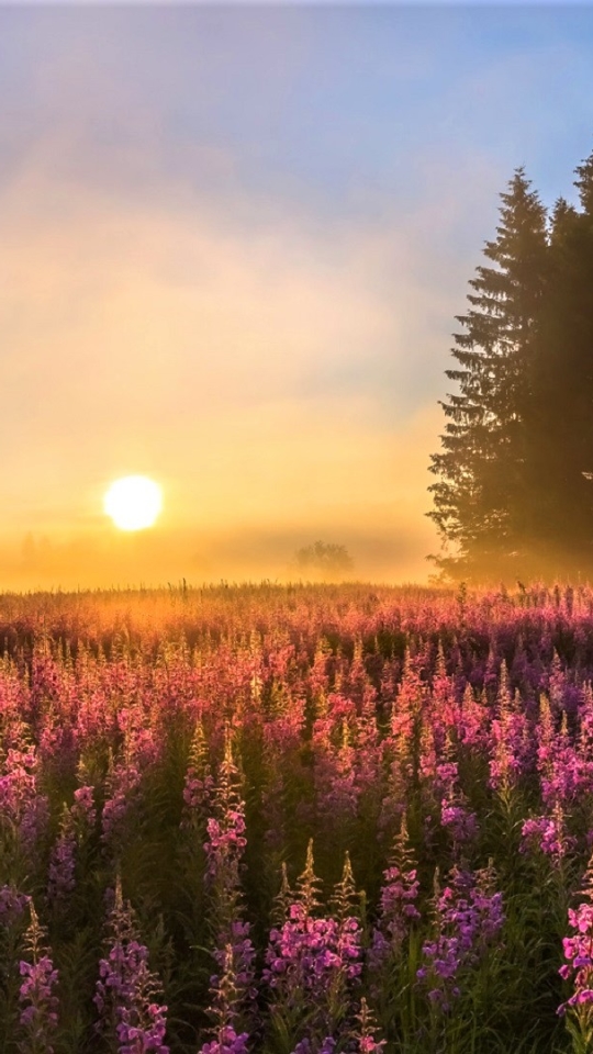 Download mobile wallpaper Sunset, Sun, Flower, Fog, Earth, Field, Purple Flower for free.