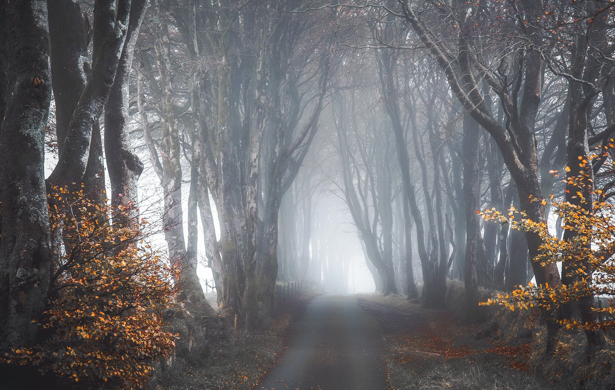 Téléchargez des papiers peints mobile Route, Forêt, Brouillard, La Nature, Terre/nature gratuitement.