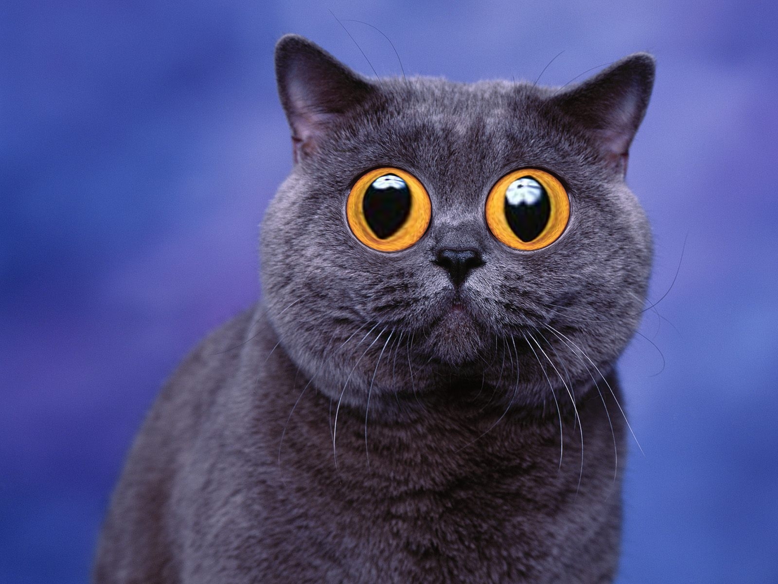 Free download wallpaper Cats, Cat, Humor on your PC desktop