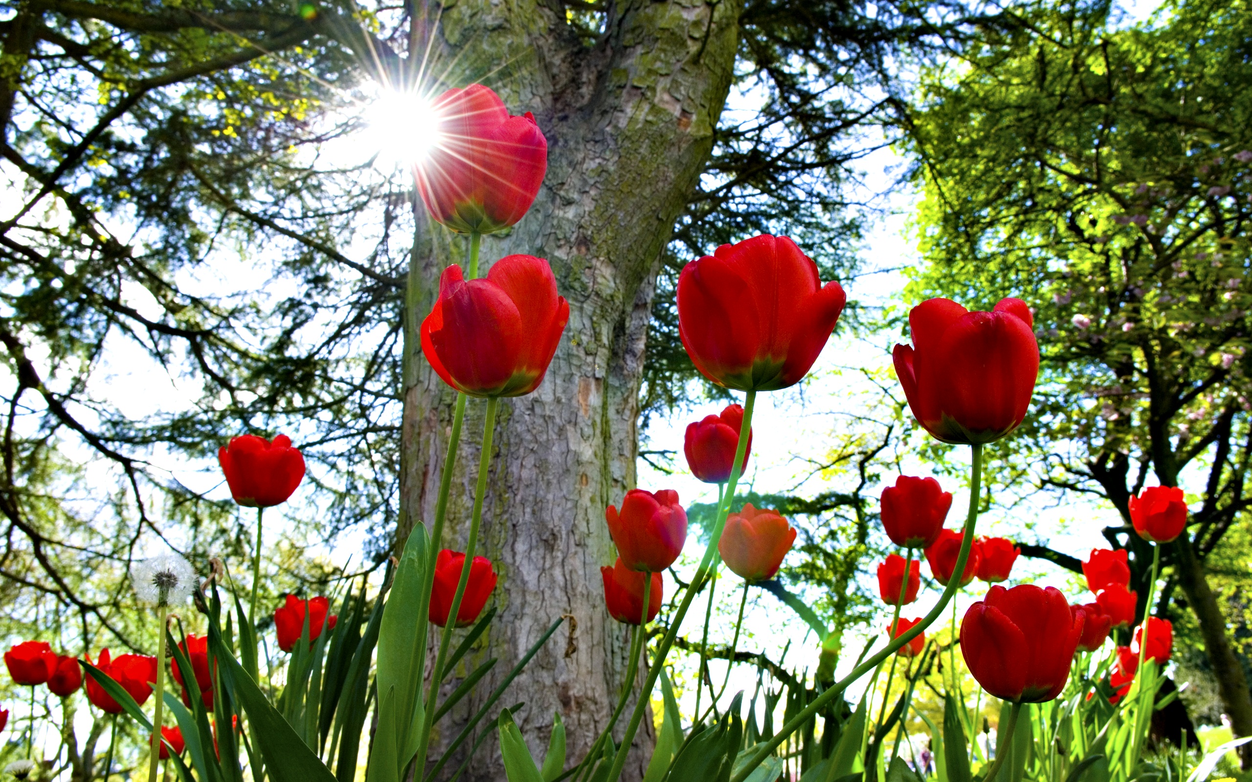 Téléchargez gratuitement l'image Fleurs, Fleur, Tulipe, Fleur Rouge, Terre/nature sur le bureau de votre PC
