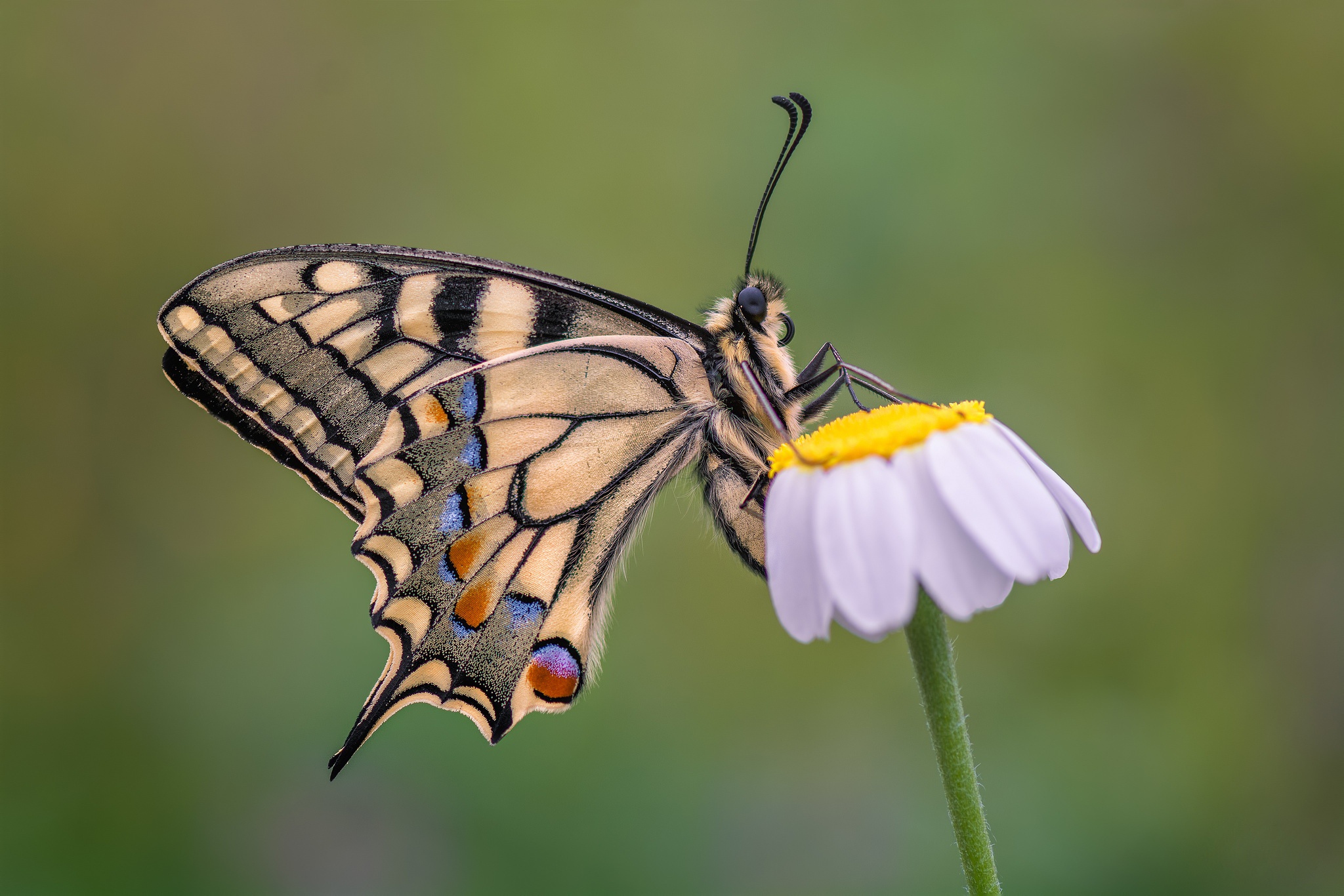 Free download wallpaper Flower, Macro, Insect, Butterfly, Animal on your PC desktop