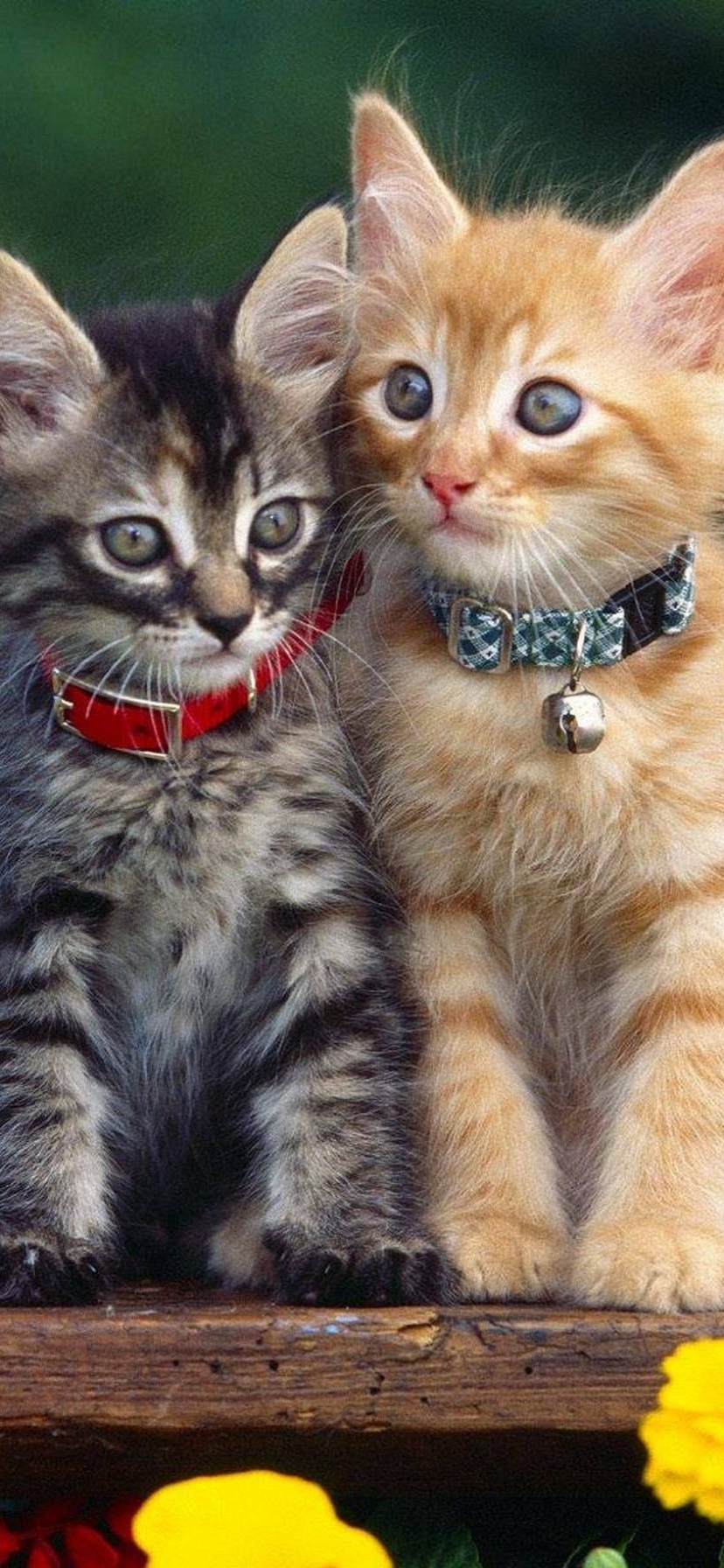 Download mobile wallpaper Cats, Cat, Kitten, Animal, Cute for free.