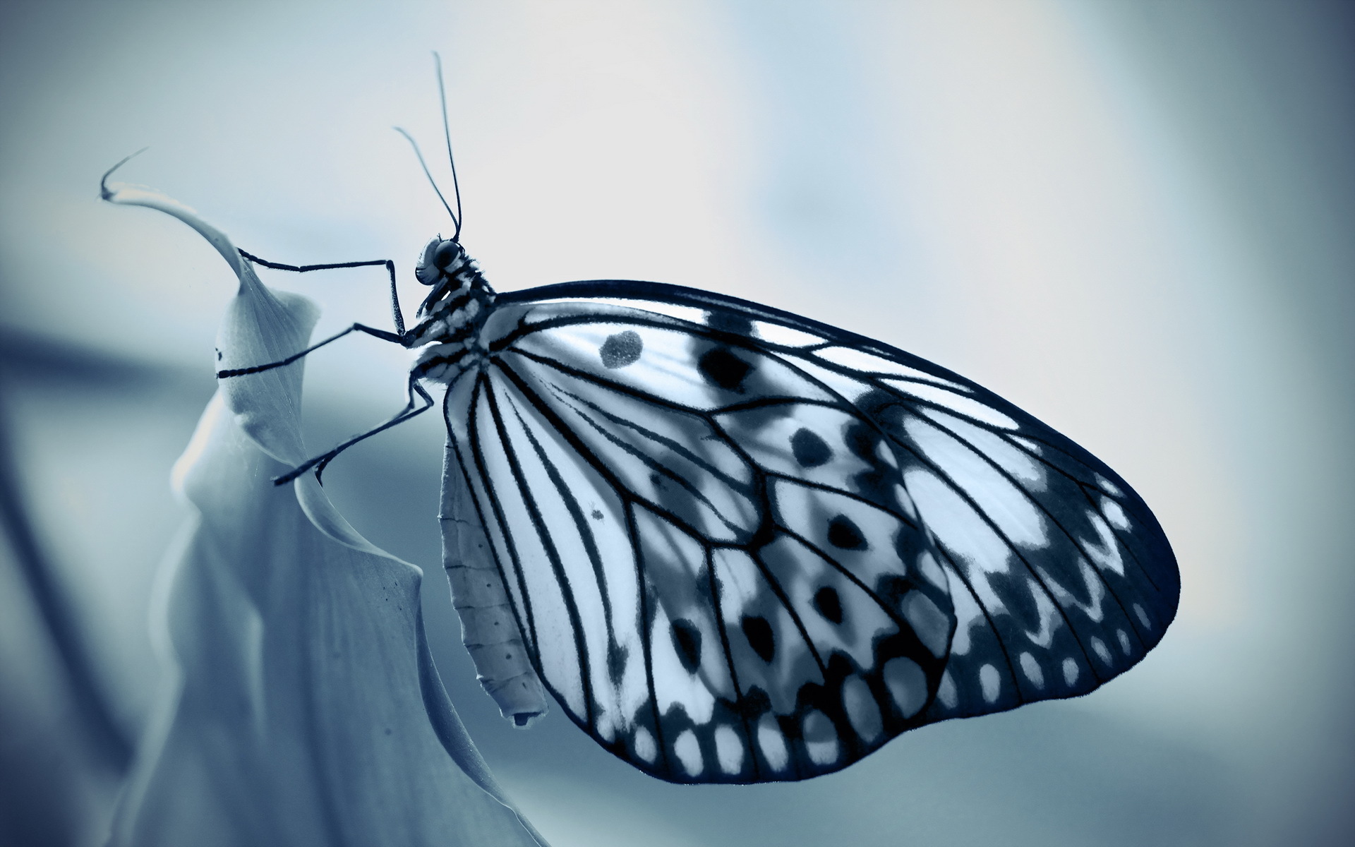 Free download wallpaper Butterfly, Animal on your PC desktop