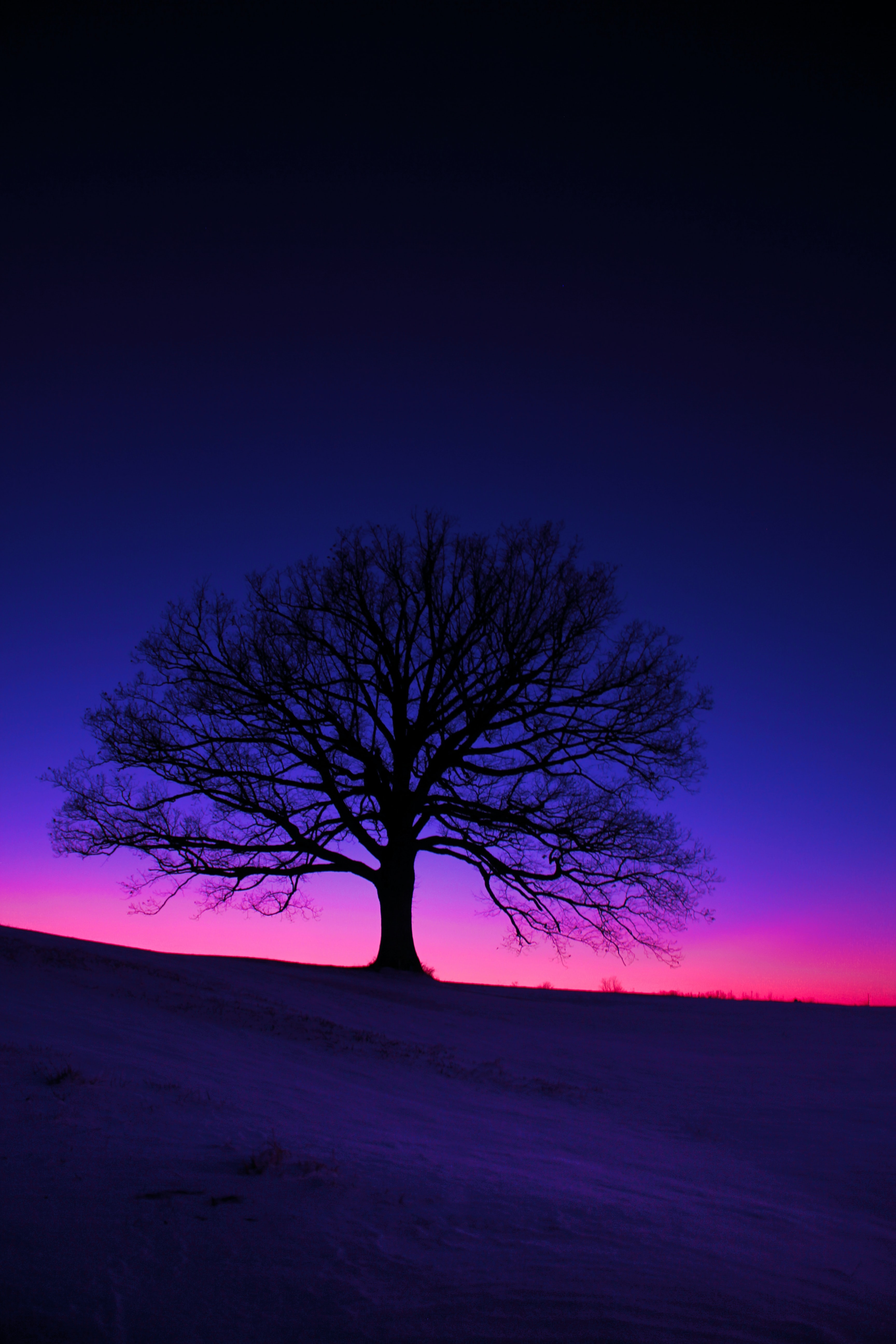 tree, dark, twilight, silhouette, wood, field, dusk Phone Background