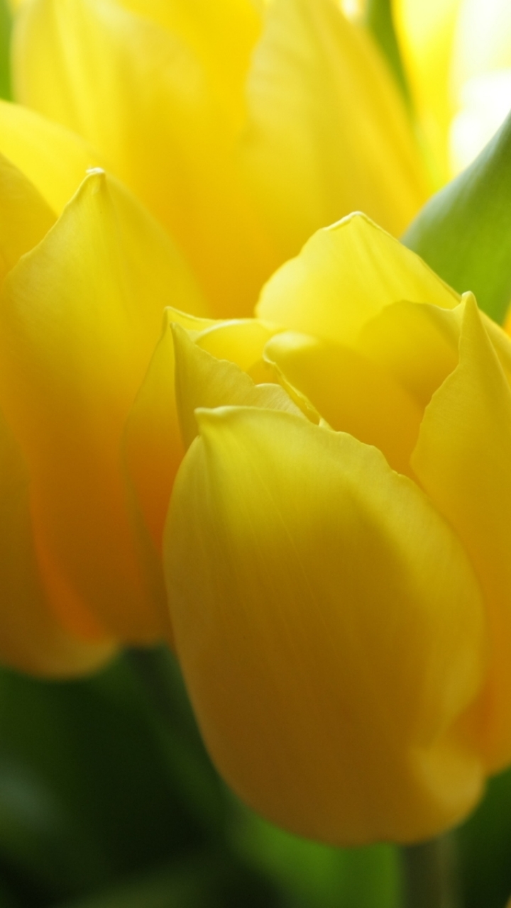 Download mobile wallpaper Nature, Flowers, Flower, Macro, Close Up, Earth, Tulip for free.
