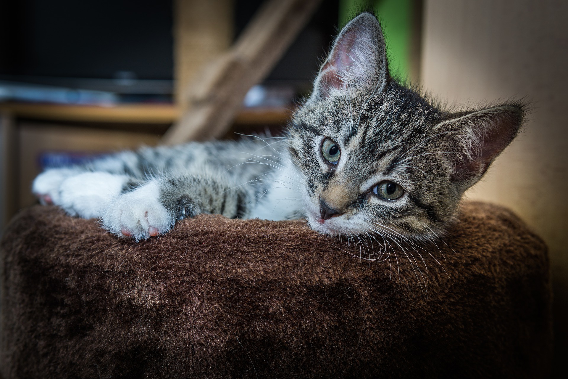 Téléchargez gratuitement l'image Animaux, Chats, Chat, Chaton, Bébé Animal sur le bureau de votre PC