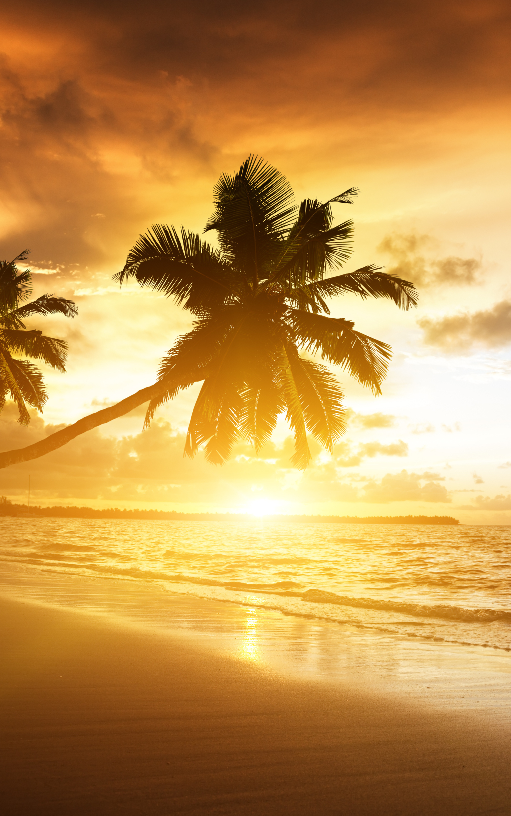 Download mobile wallpaper Nature, Sunset, Beach, Horizon, Ocean, Sunrise, Earth, Palm Tree for free.